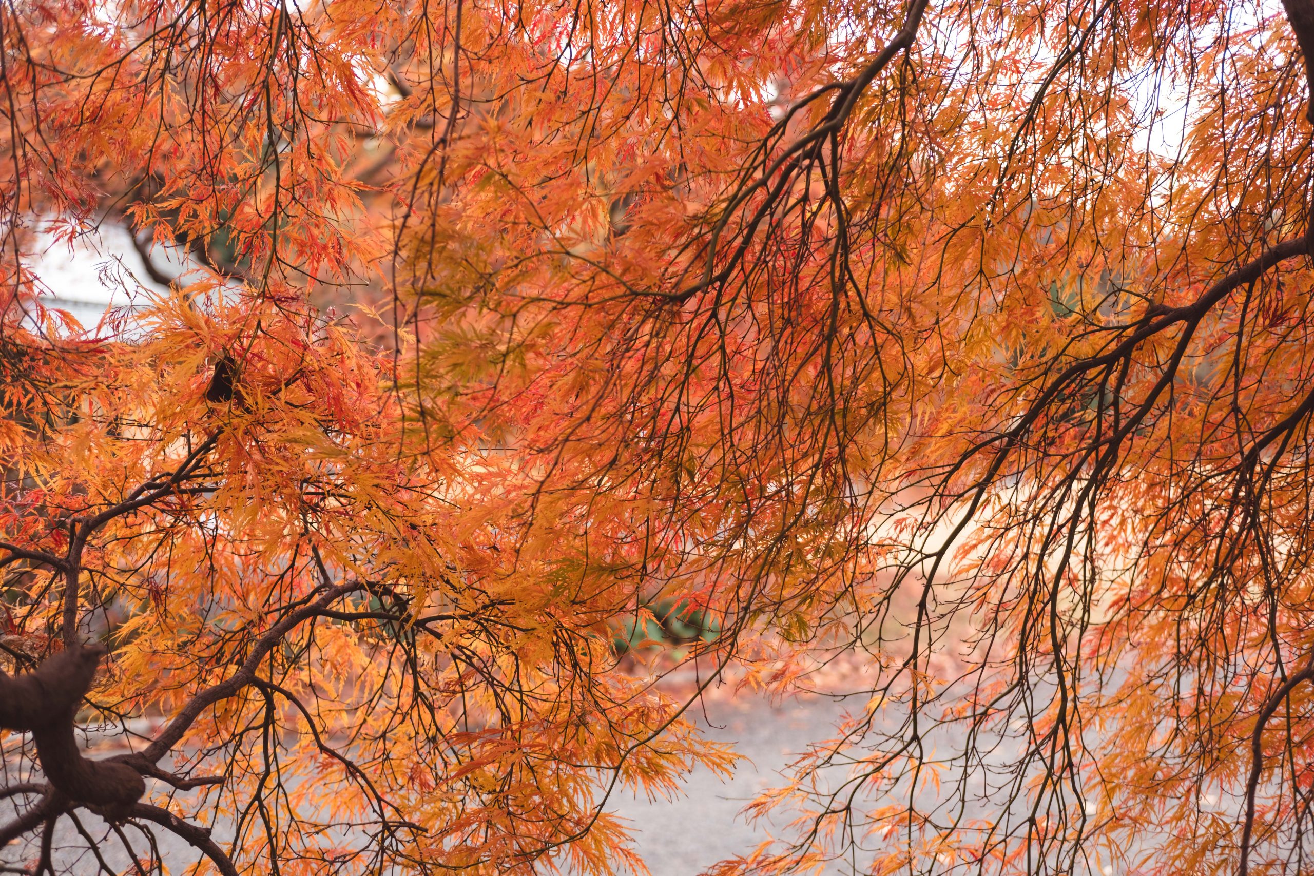 Shinjuku Gyoen Tokyo Autumn Foliage Maple Tree