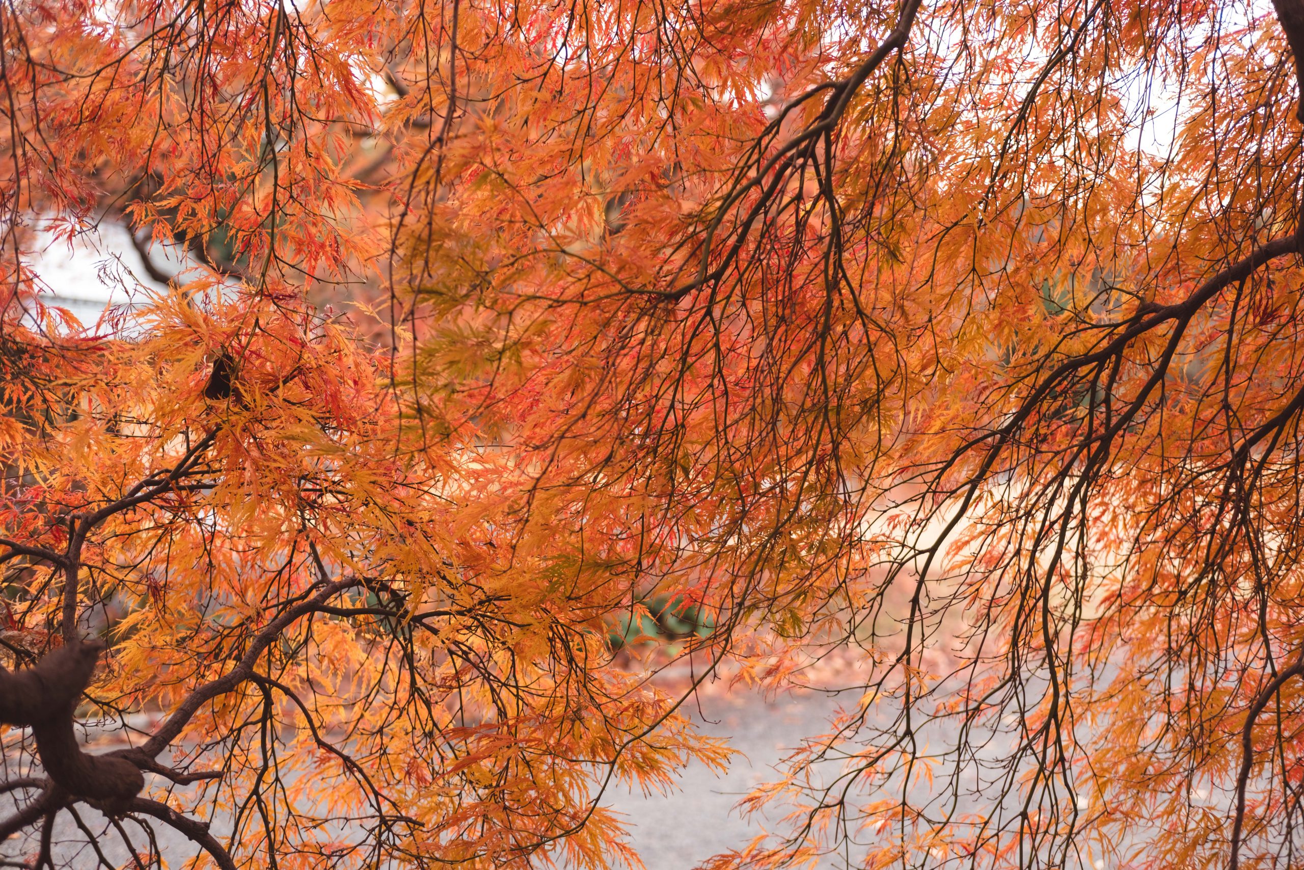 Shinjuku Gyoen Tokyo Autumn Foliage Maple Tree Shinjuku Gyoen Tokyo Autumn Foliage Maple Tree