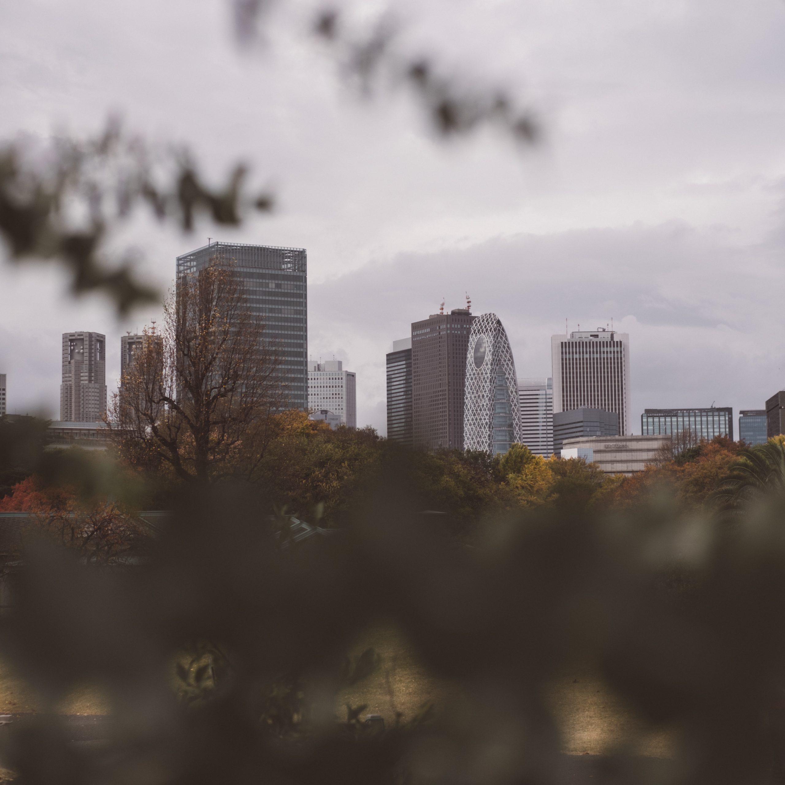 Shinjuku skyscrapers from Shinjuku National Park