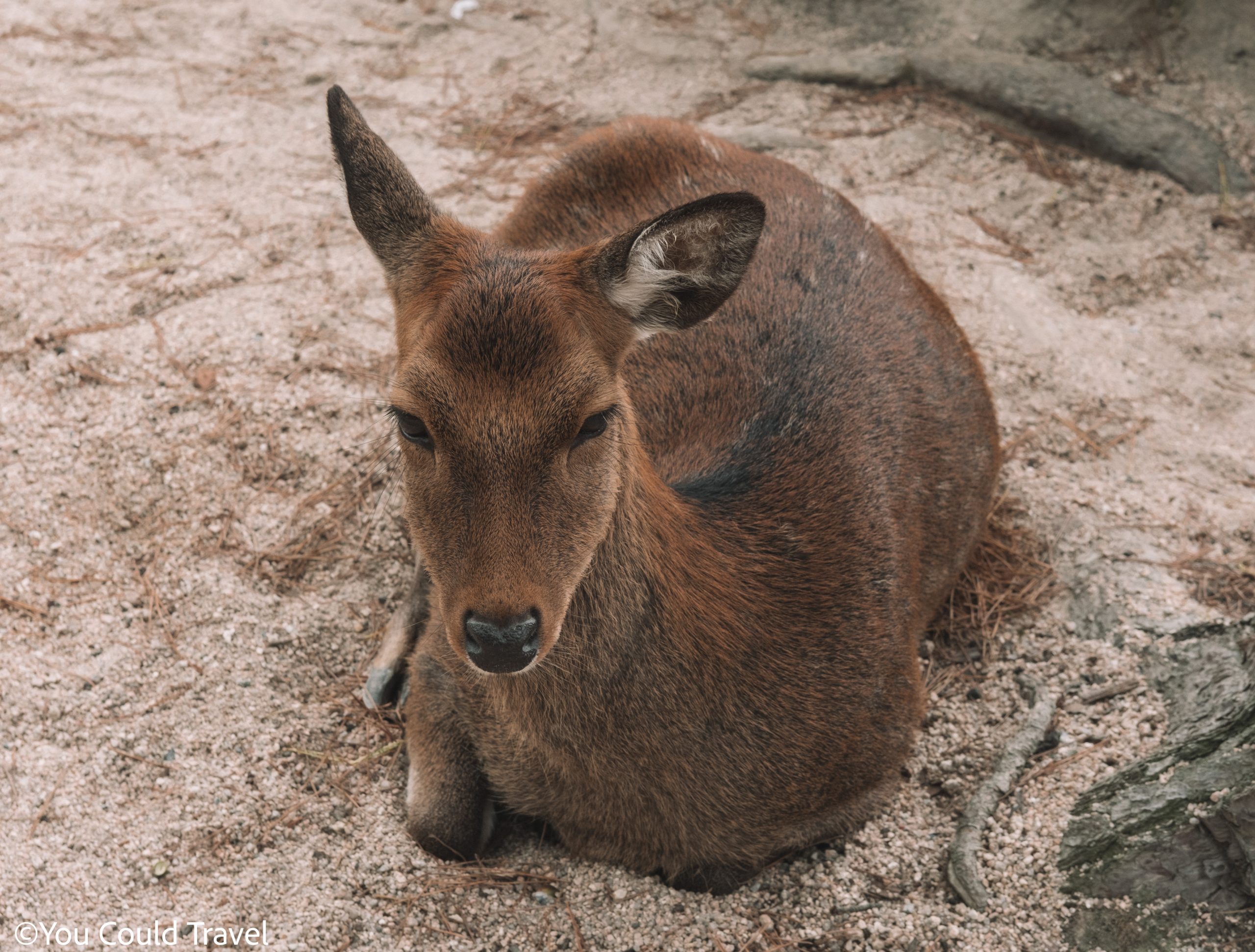 Sika deer around Miyajima island