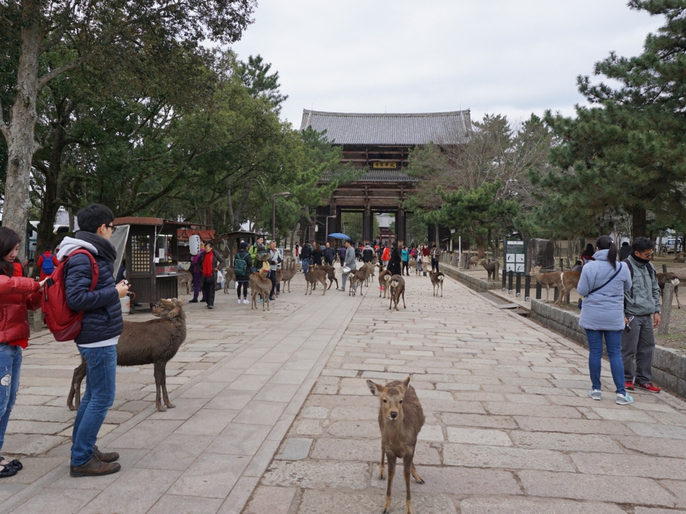 Sika deer around Nara Park in front of the Todai-ji Great South Gate