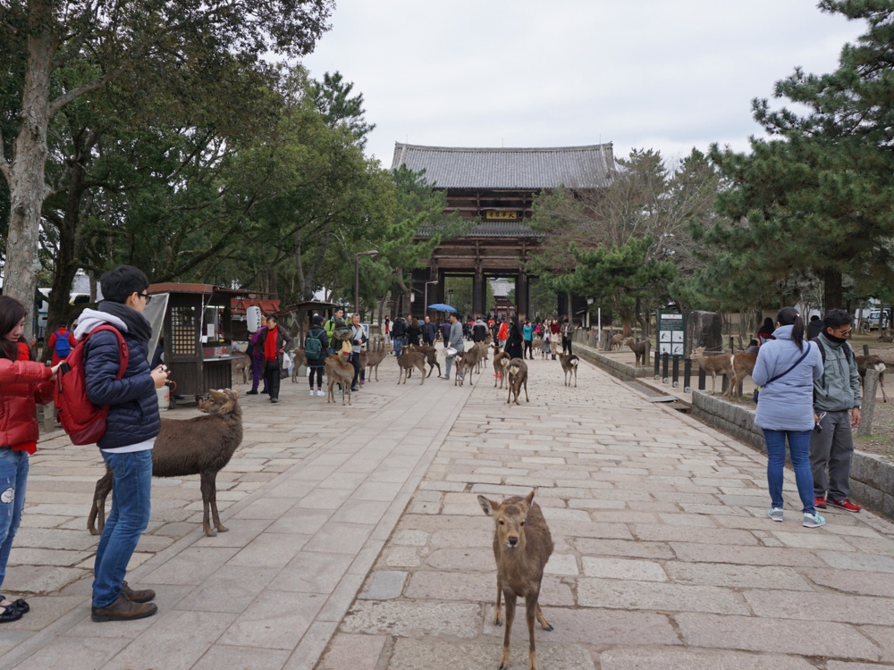 Nara Deer Sika deer around Nara Park in front of the Todai-ji Great South Gate