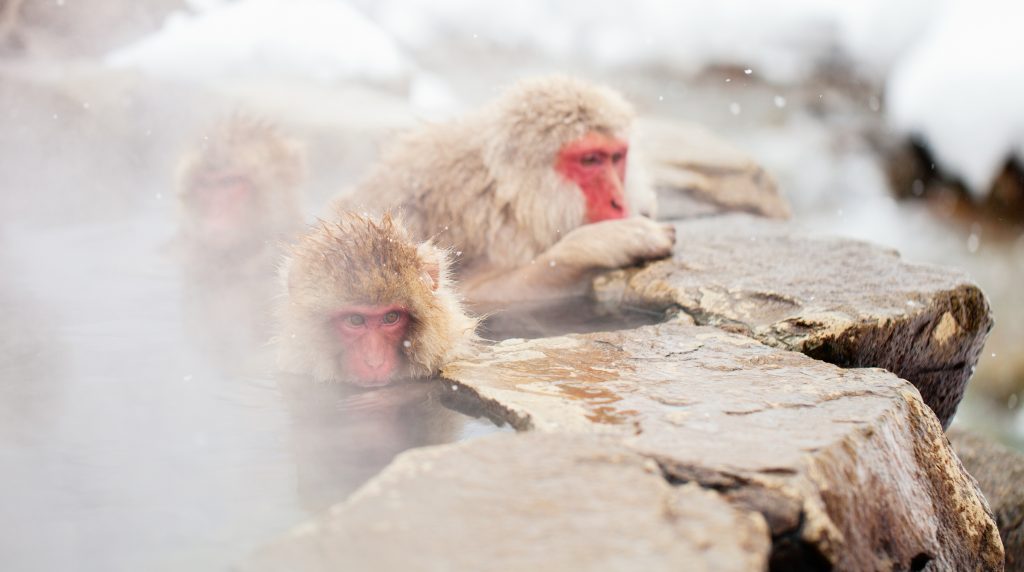 Snow Monkeys bathing in their hot spring at Snow Monkey Park in Nagano, Japan