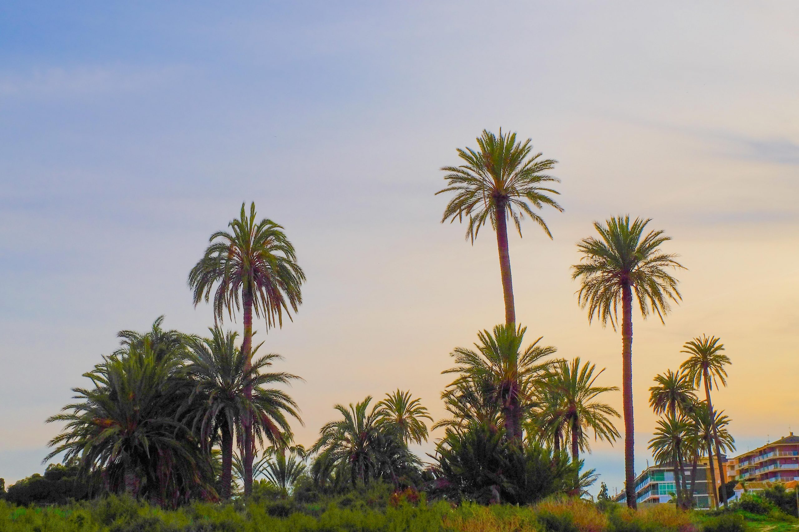 Spain Road Trip Palm Trees