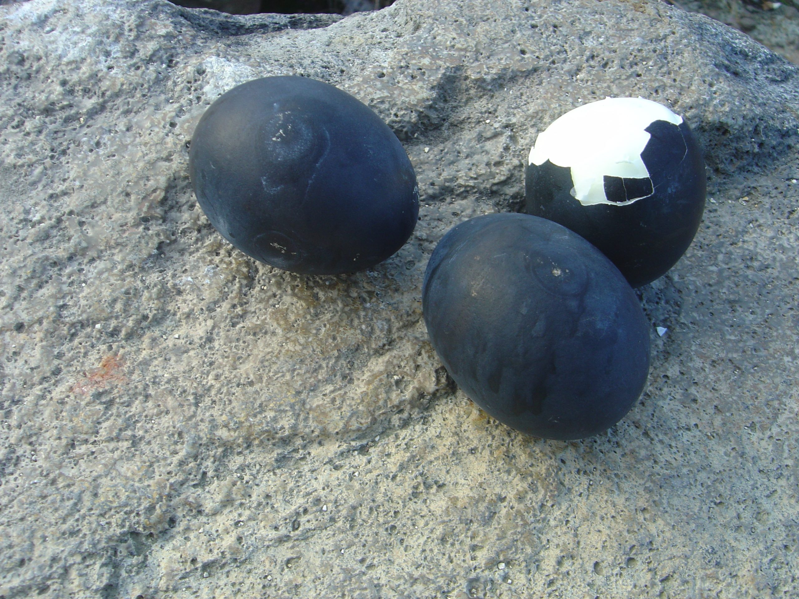 Special hakone black eggs you need to try in Japan