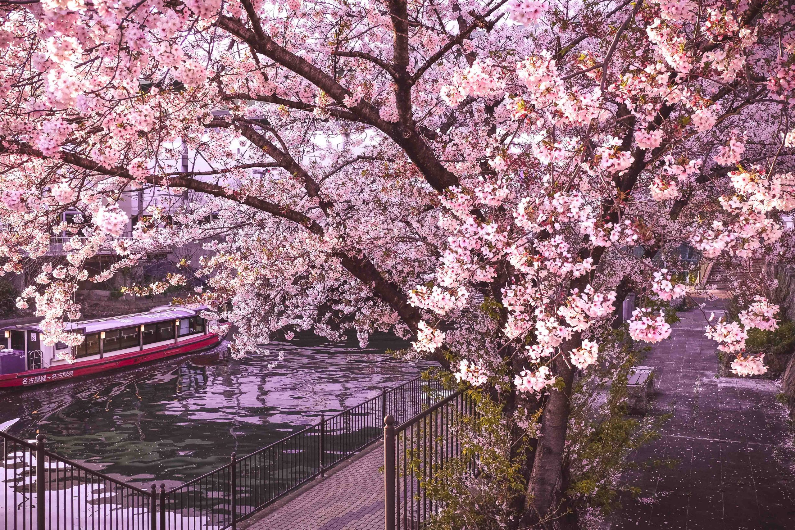 Stopping for a boat ride under the cherry blossoms during a Japan itinerary