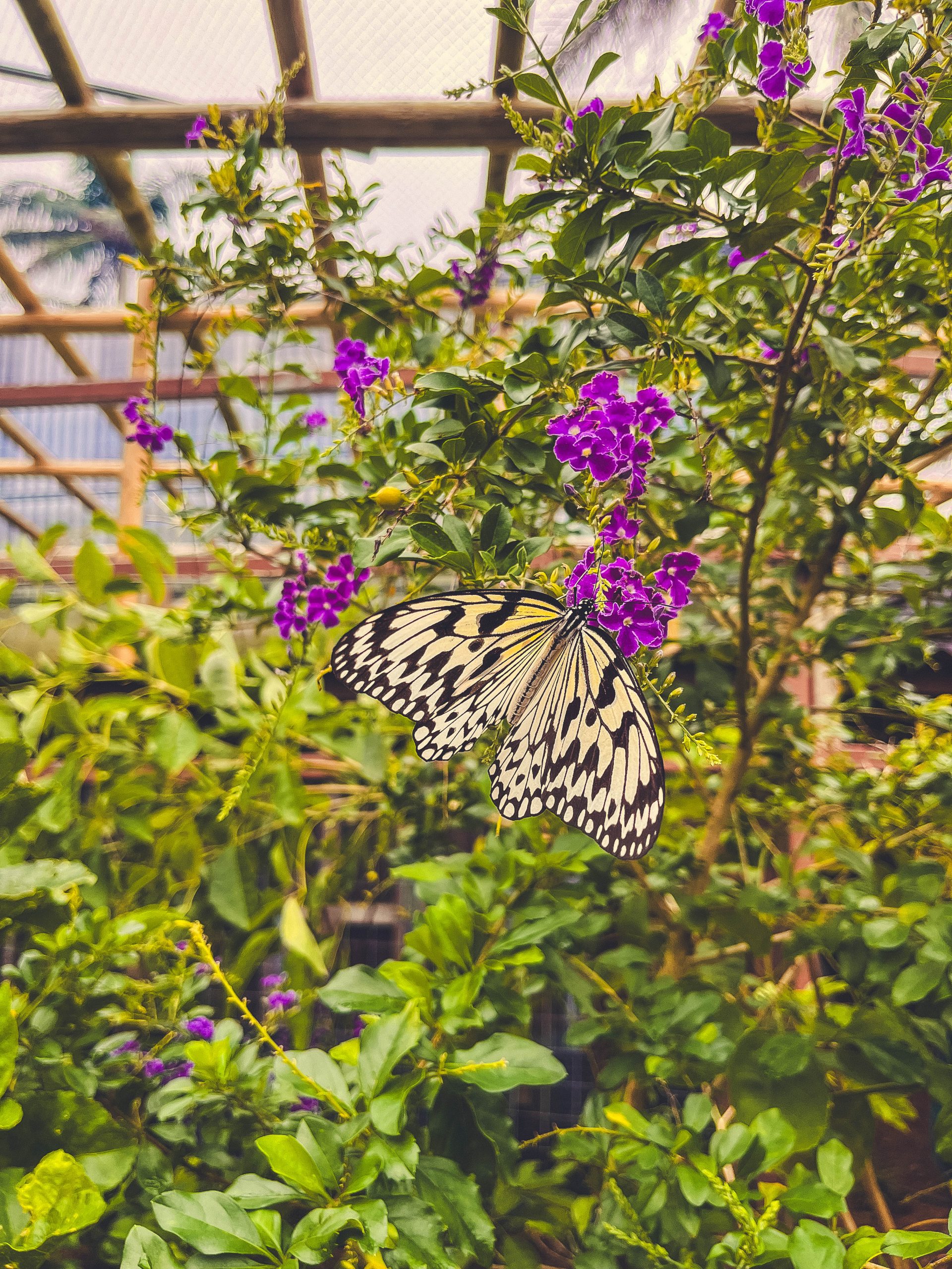 Stunning butterflies, Nago Pineapple Park