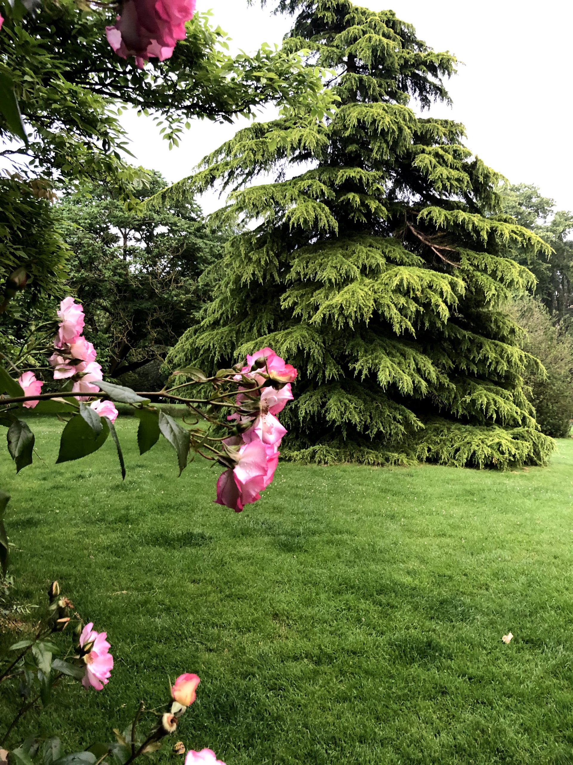 Summer blooms in Harrogate Valley Gardens