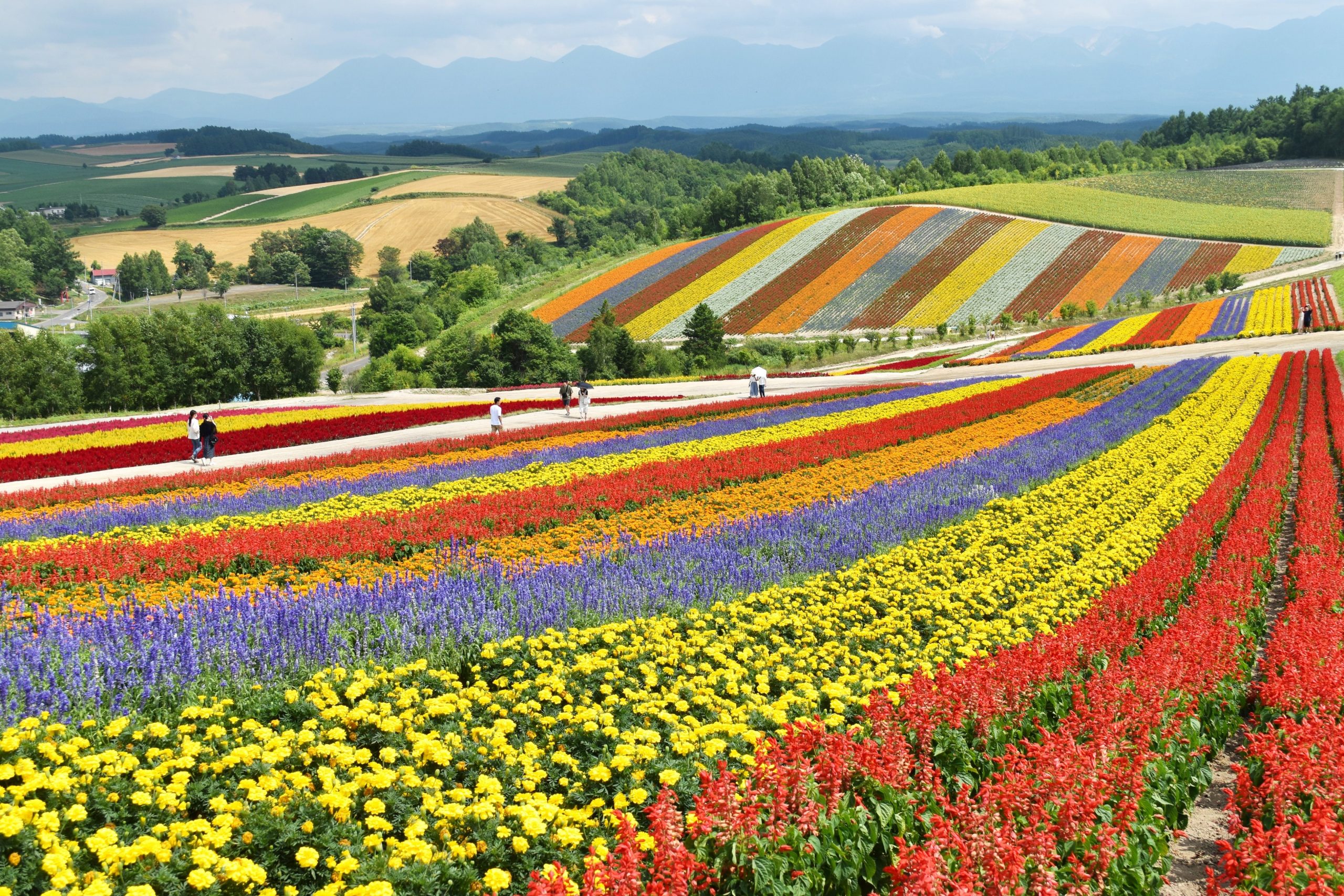Summer field flowers in Hokkaido