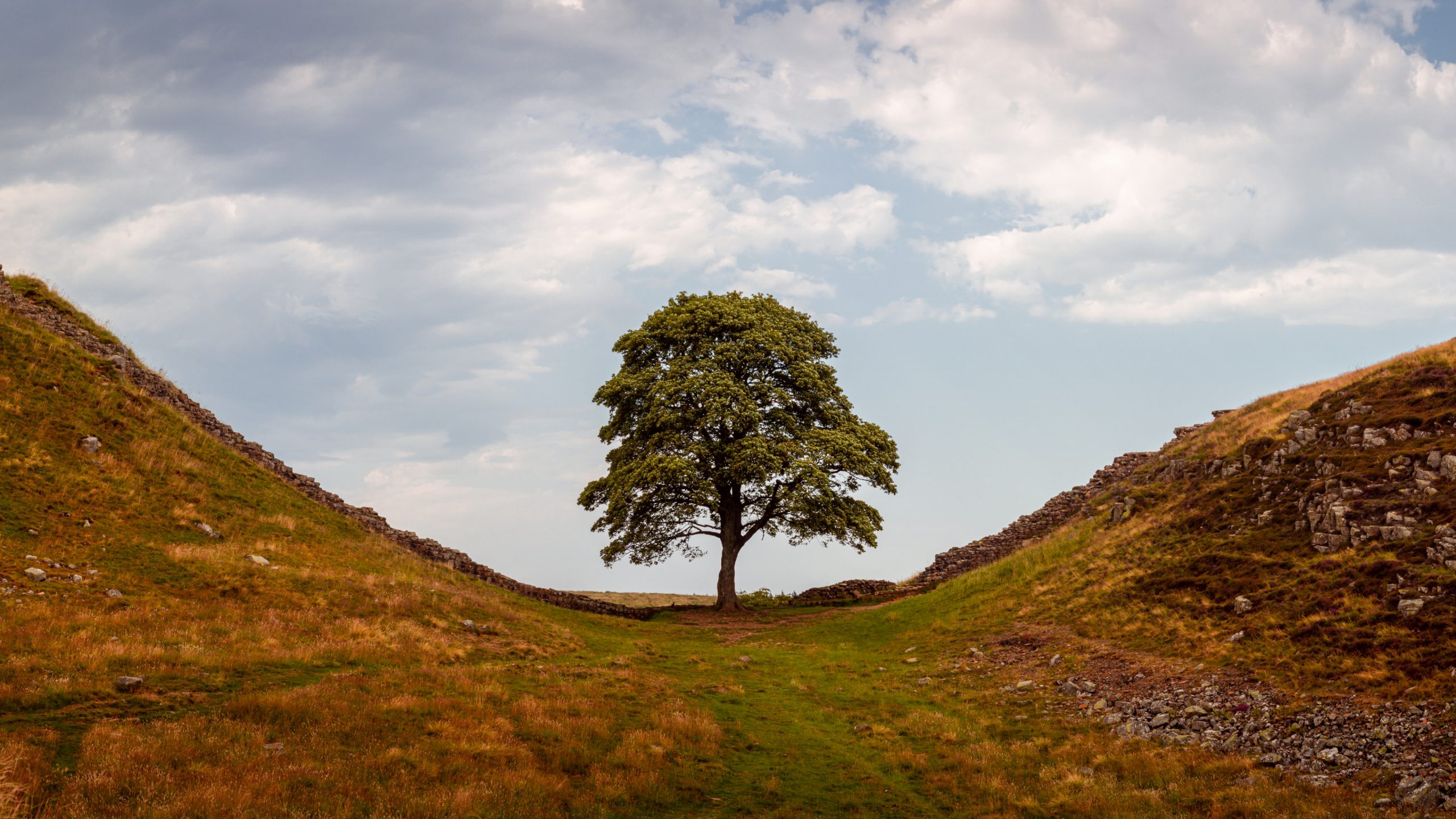 Sycamore tree in Northumberland National Park Sycamore tree in Northumberland National Park