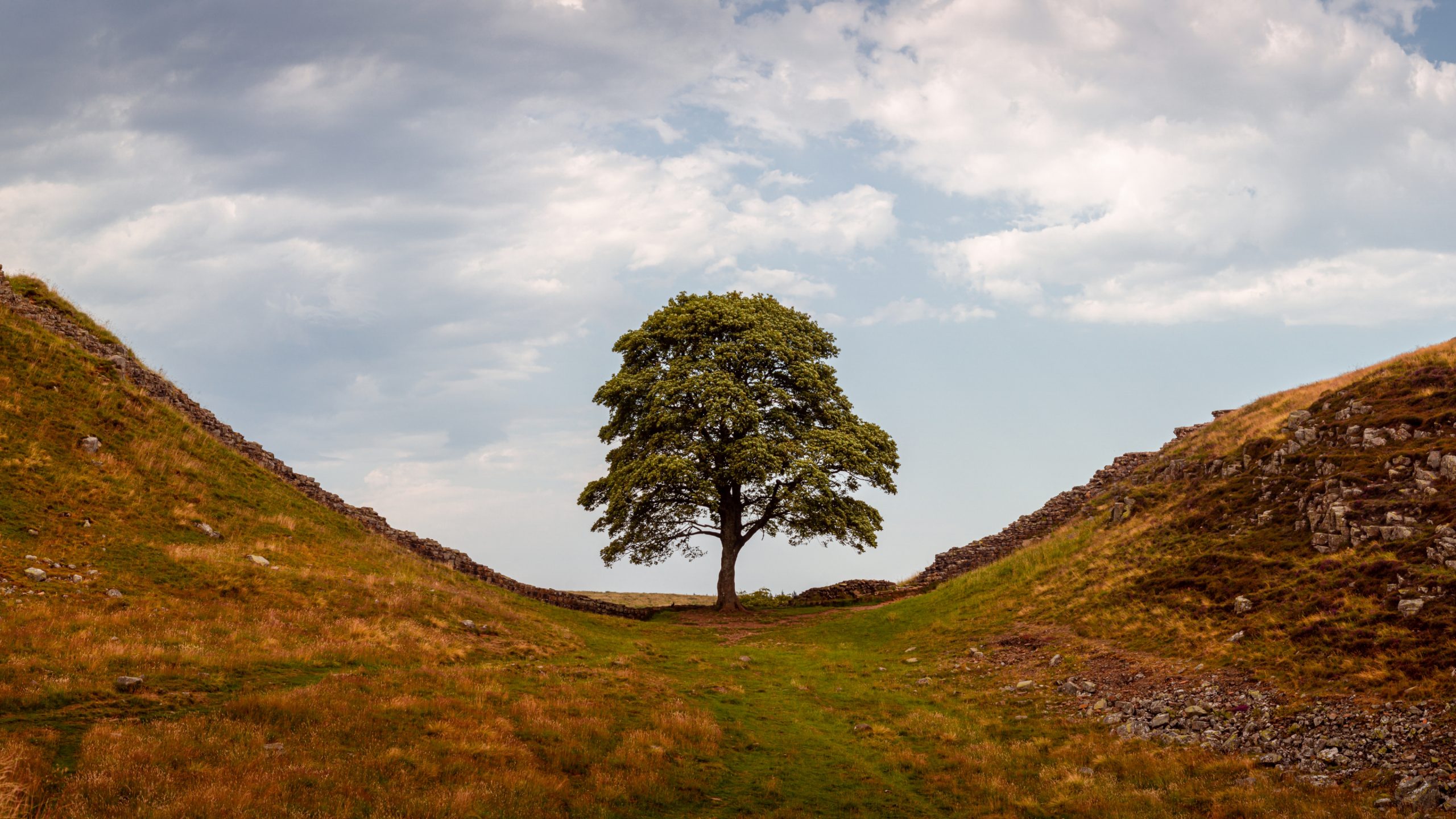 Sycamore tree in Northumberland National Park