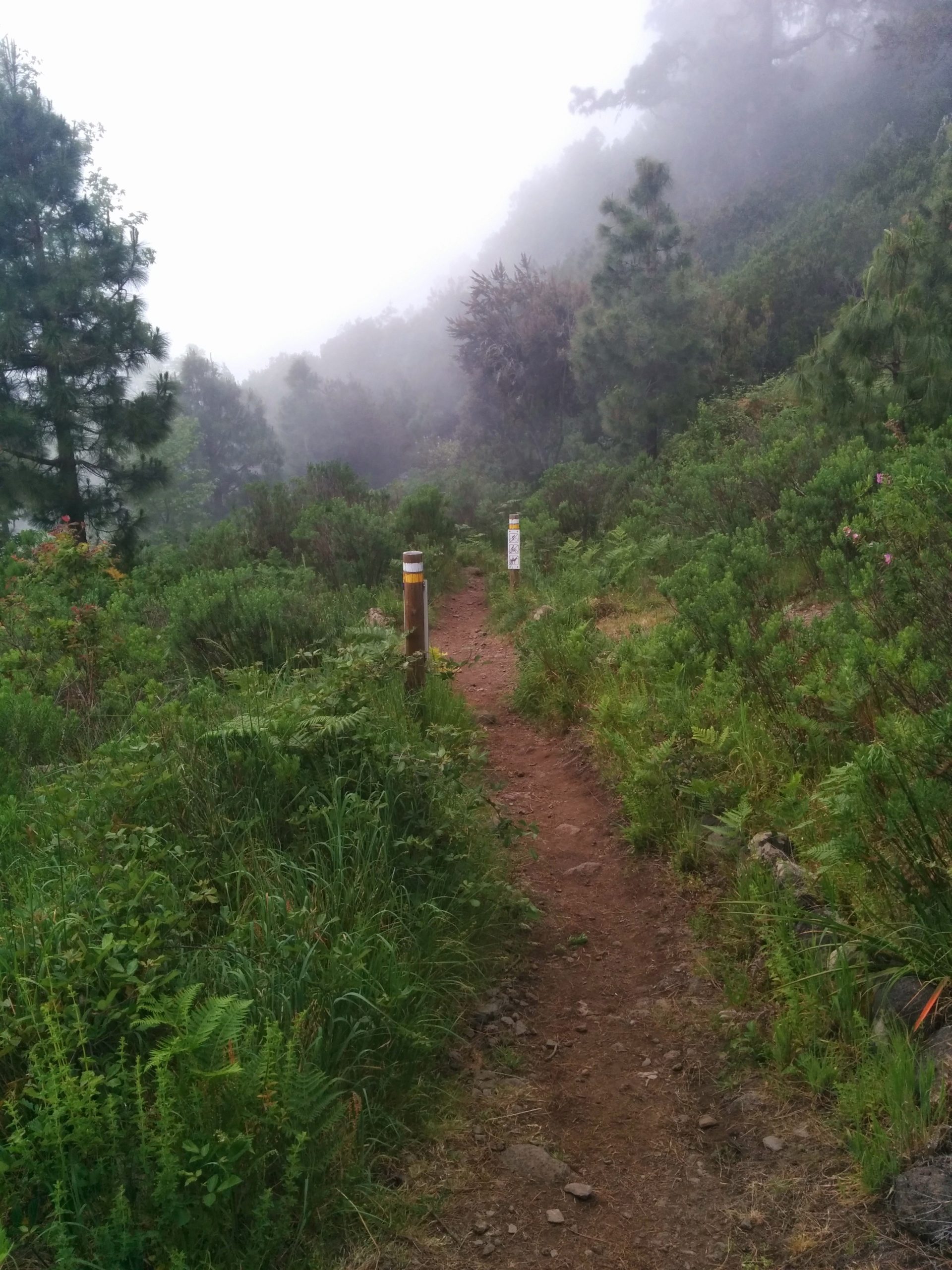 Trail Path Tenerife