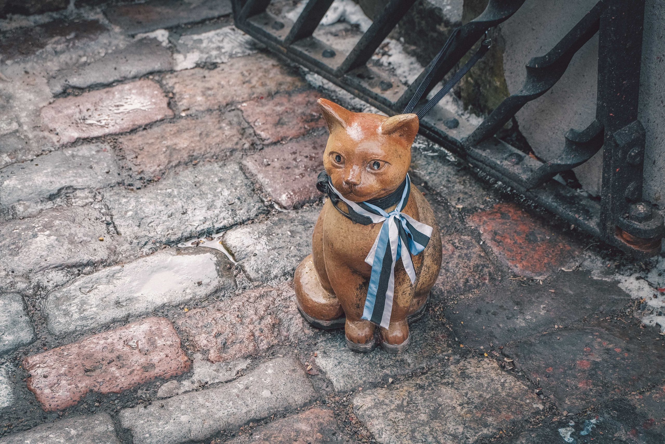 Tallinn Estonia cat Tallinn Estonia cat