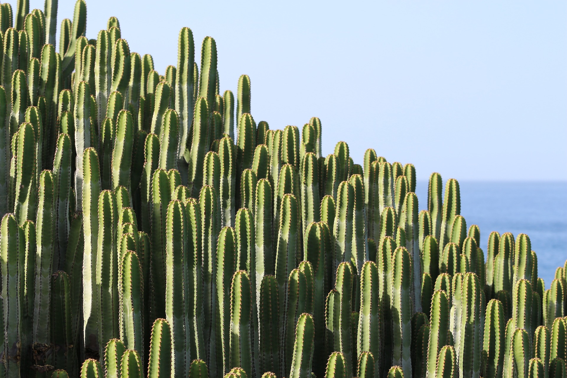 Tenerife Cactus