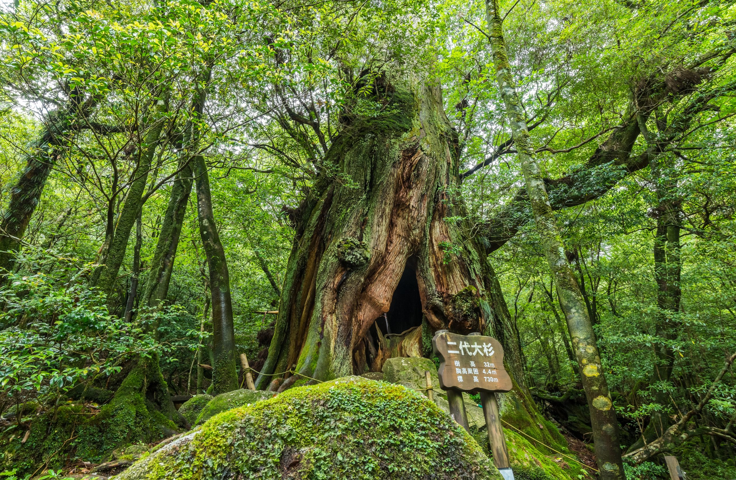 The beautiful and wild forest on the Yakushima island