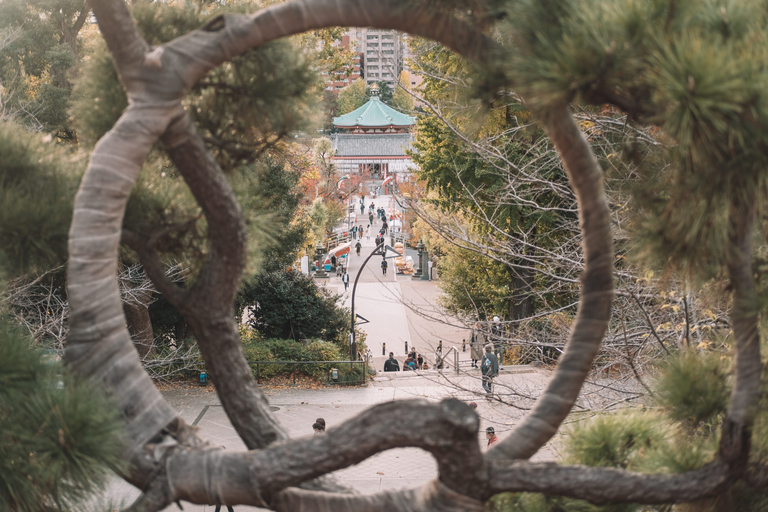 The beautiful pine at Ueno Park