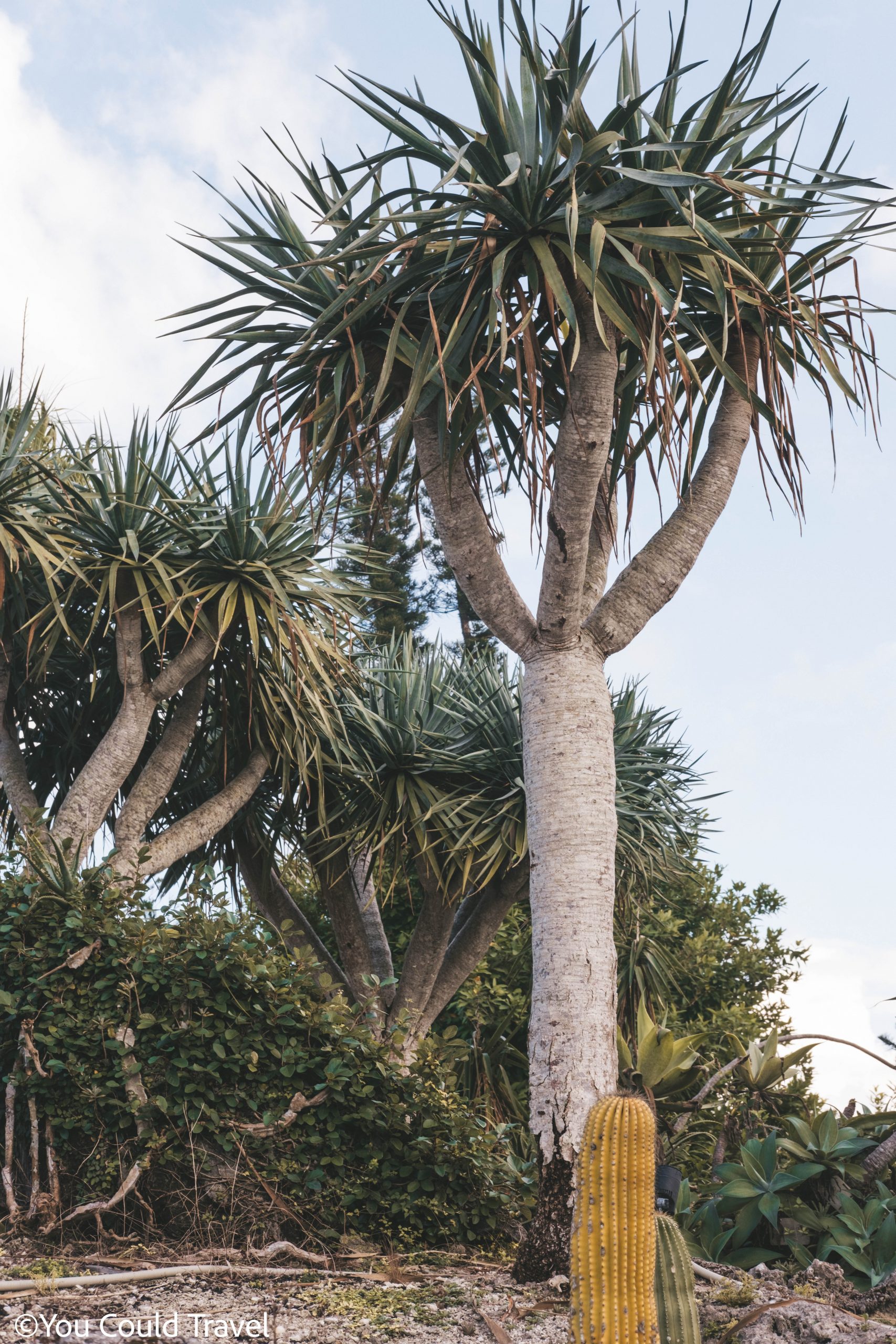 The blood dragon tree at the Okinawa Southeast botanical garden