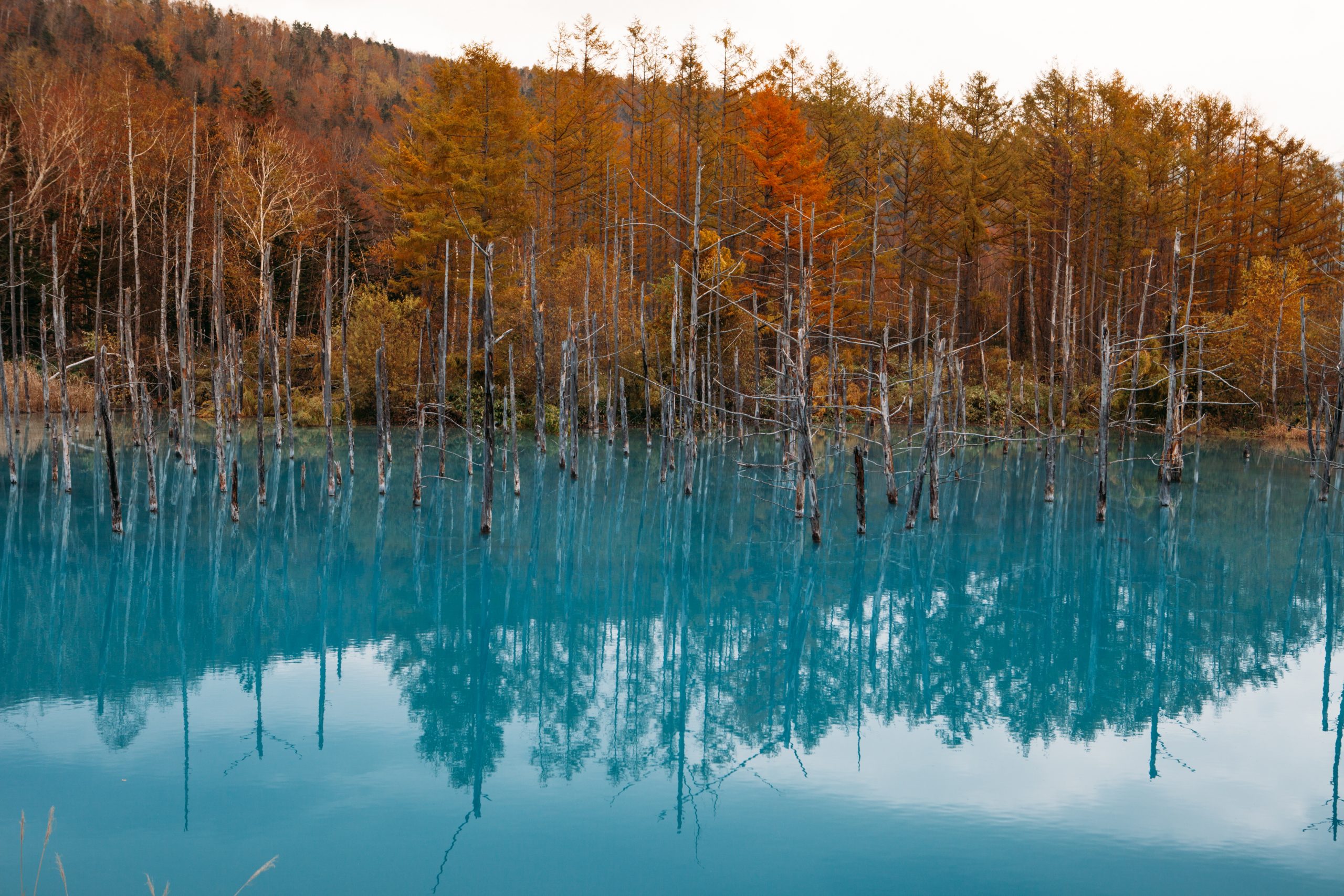 The Blue Pond The Blue Pond