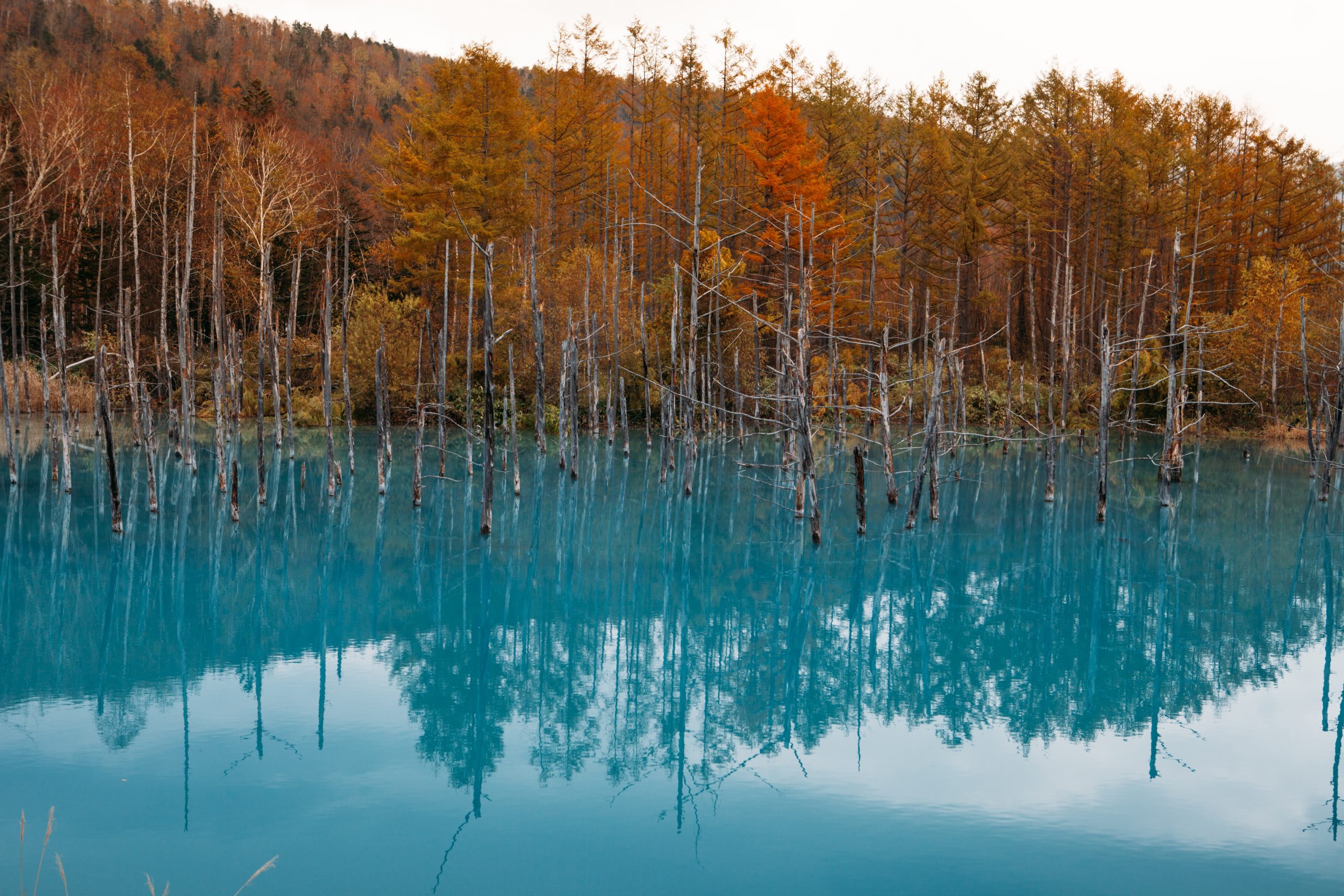 The Blue Pond