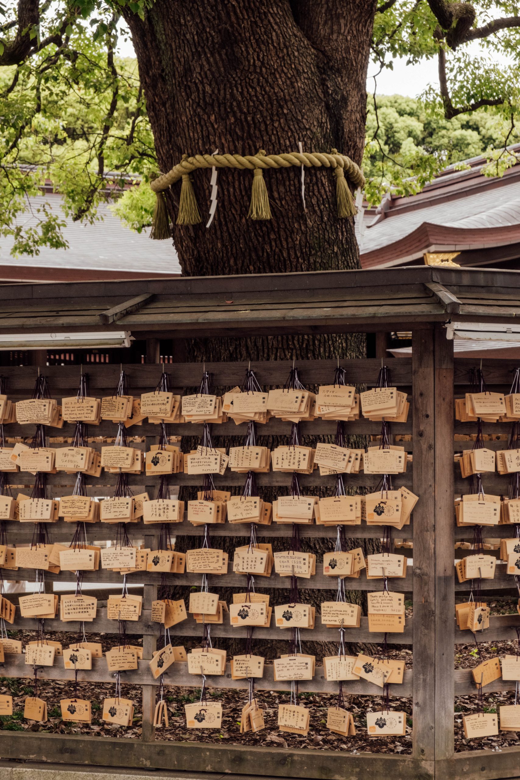 The divine trees and emas at Meiji Jingu Shrine