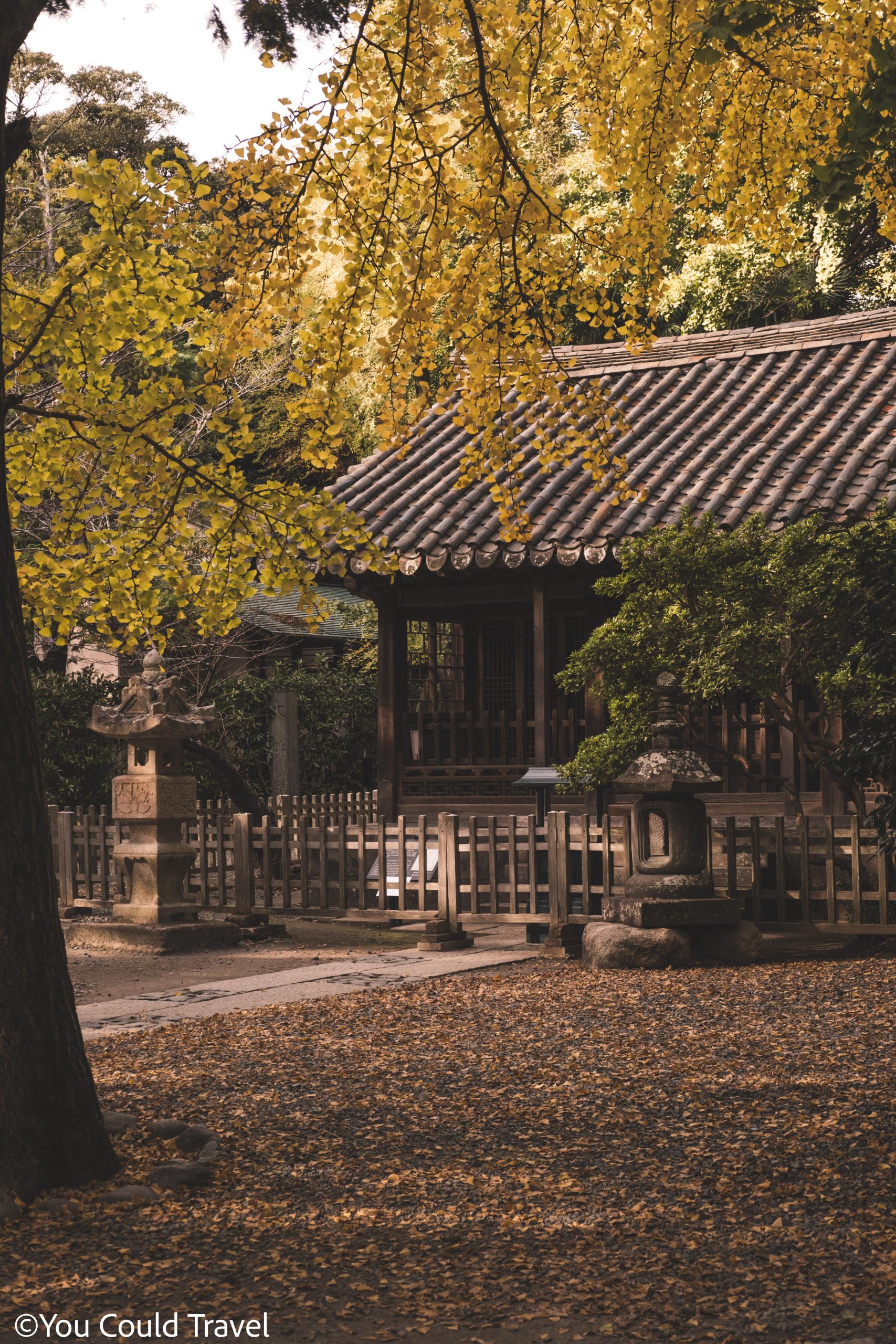 The gingko trees at the back of Kinoko in in Kamakura