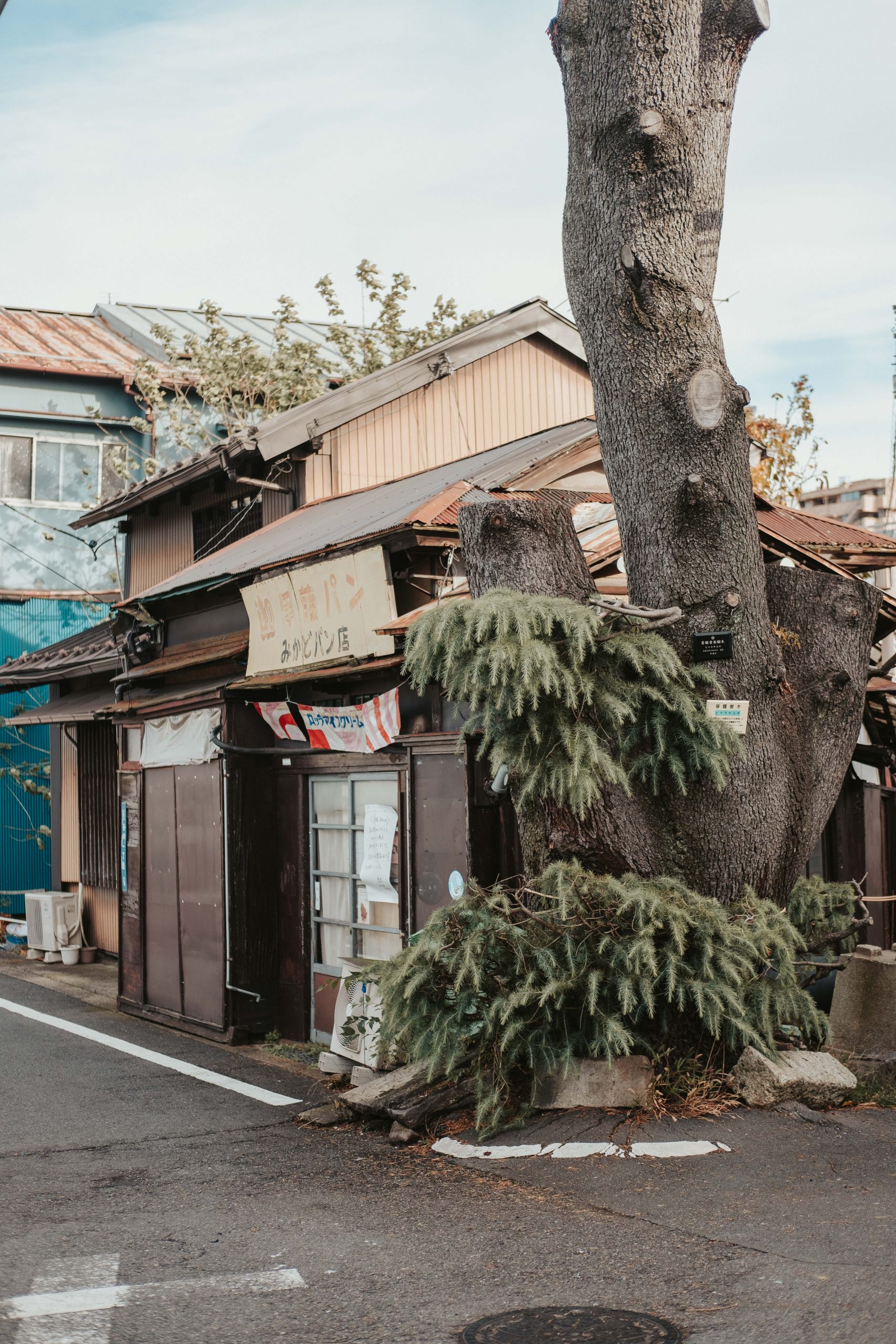 The large Cedar tree in Yanaka