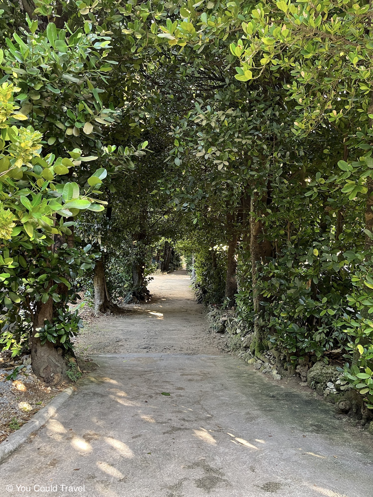 The path at Bise Fukugi Road Okinawa