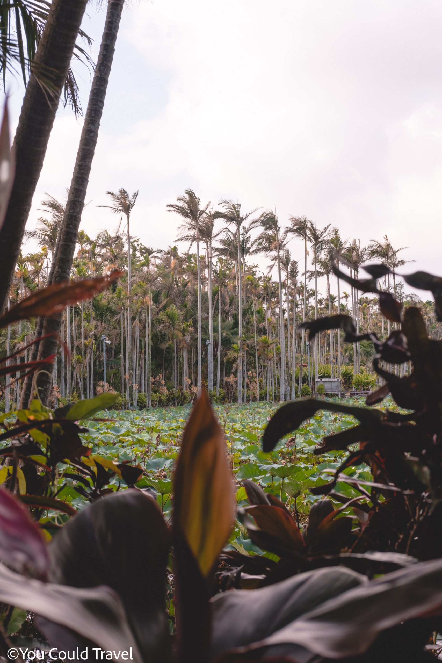 The pond framed with palms Okinawa Botanical Gardens