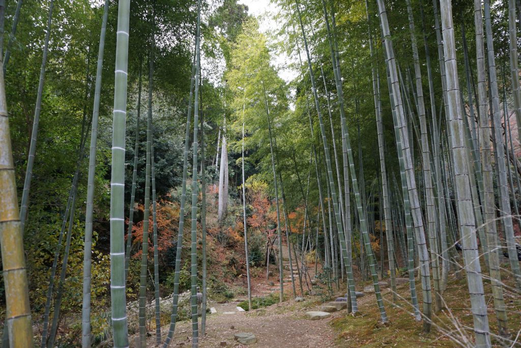 The small bamboo groove at Jōjakkōji Temple