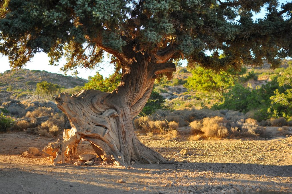 One of the best things to do in Crete is to photograph olive trees