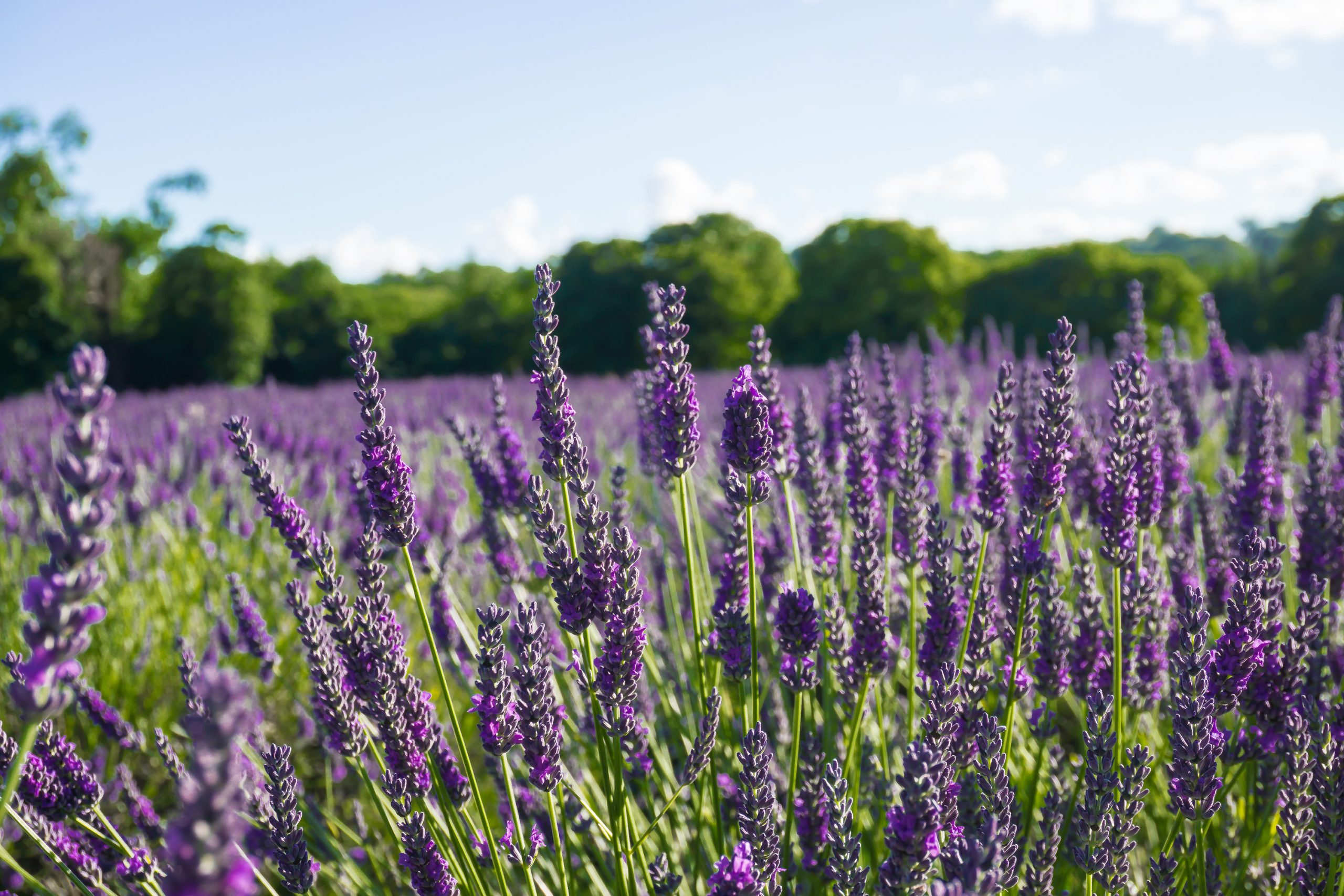 Things to do in London Lavender fields 