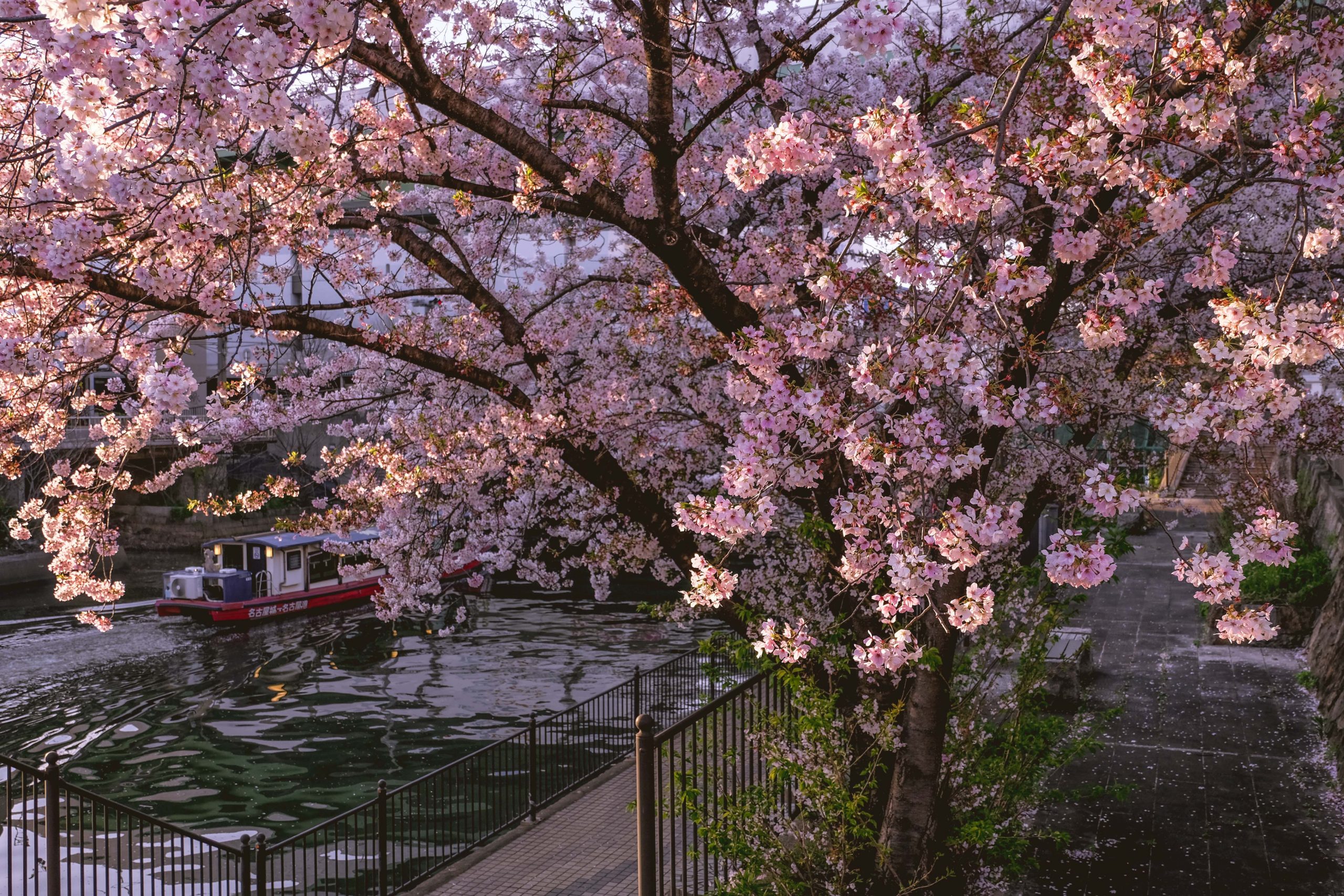 Things to do in Nagoya Spring