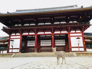 Top things to do in Nara - A sika deer in front of the Todaiji Temple