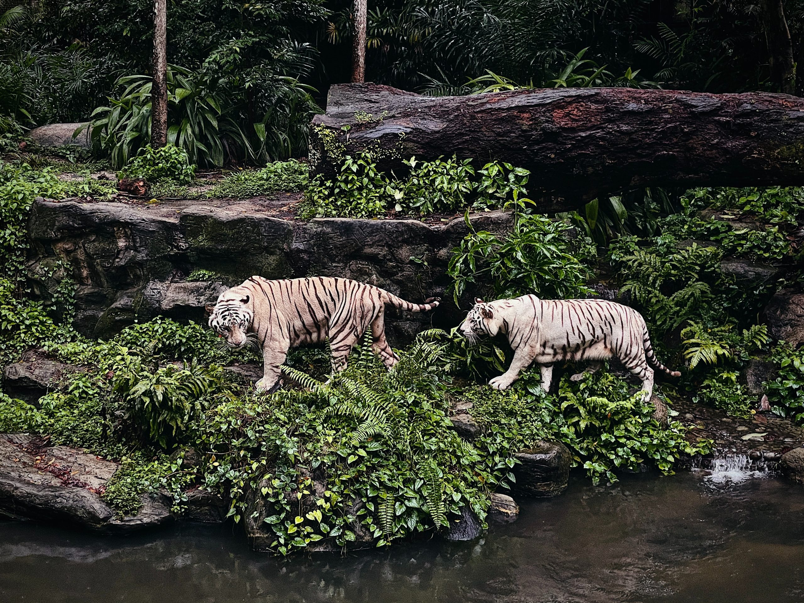Tigers at the Singapore zoo