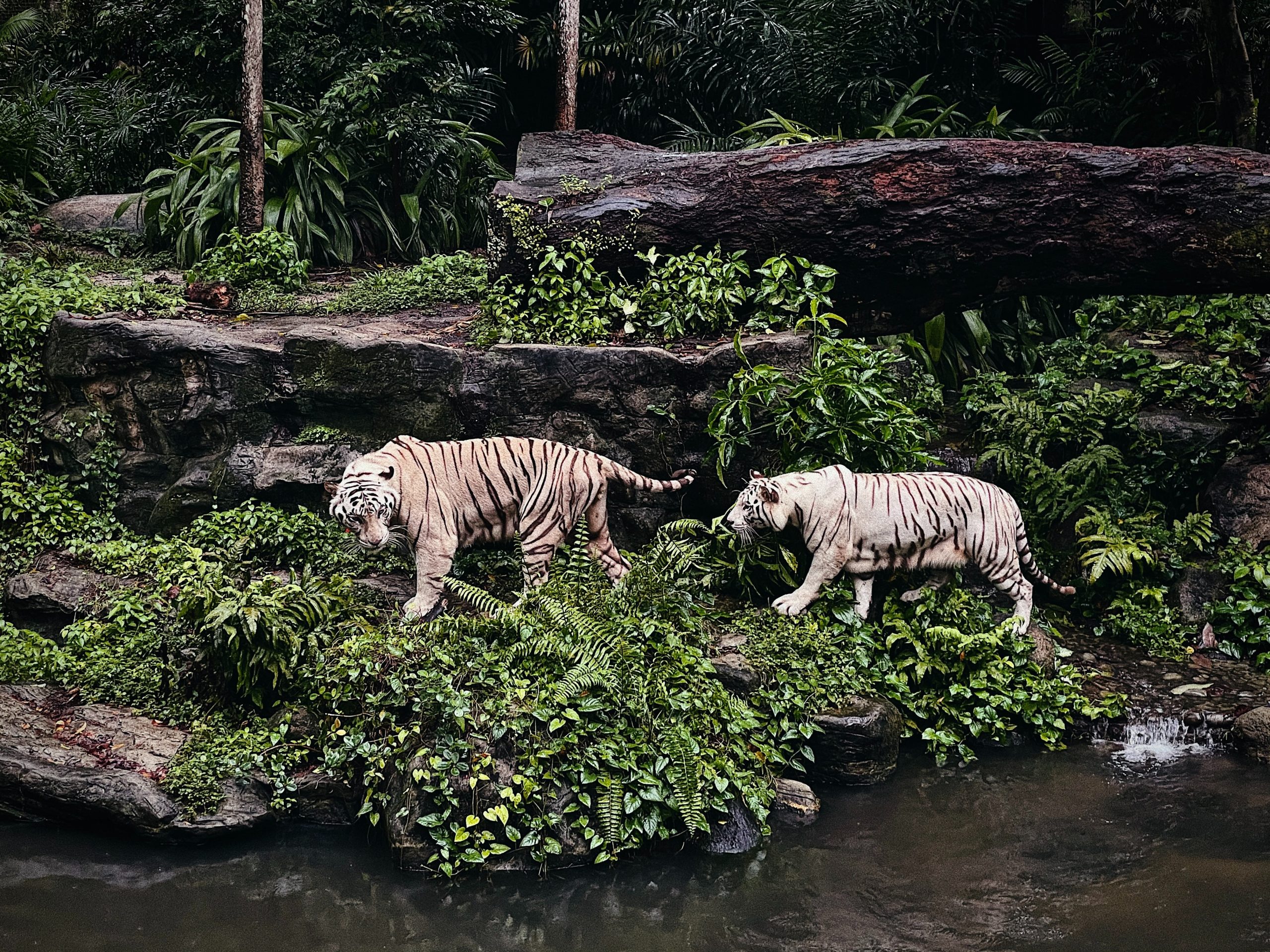 Tigers at the Singapore zoo Tigers at the Singapore zoo