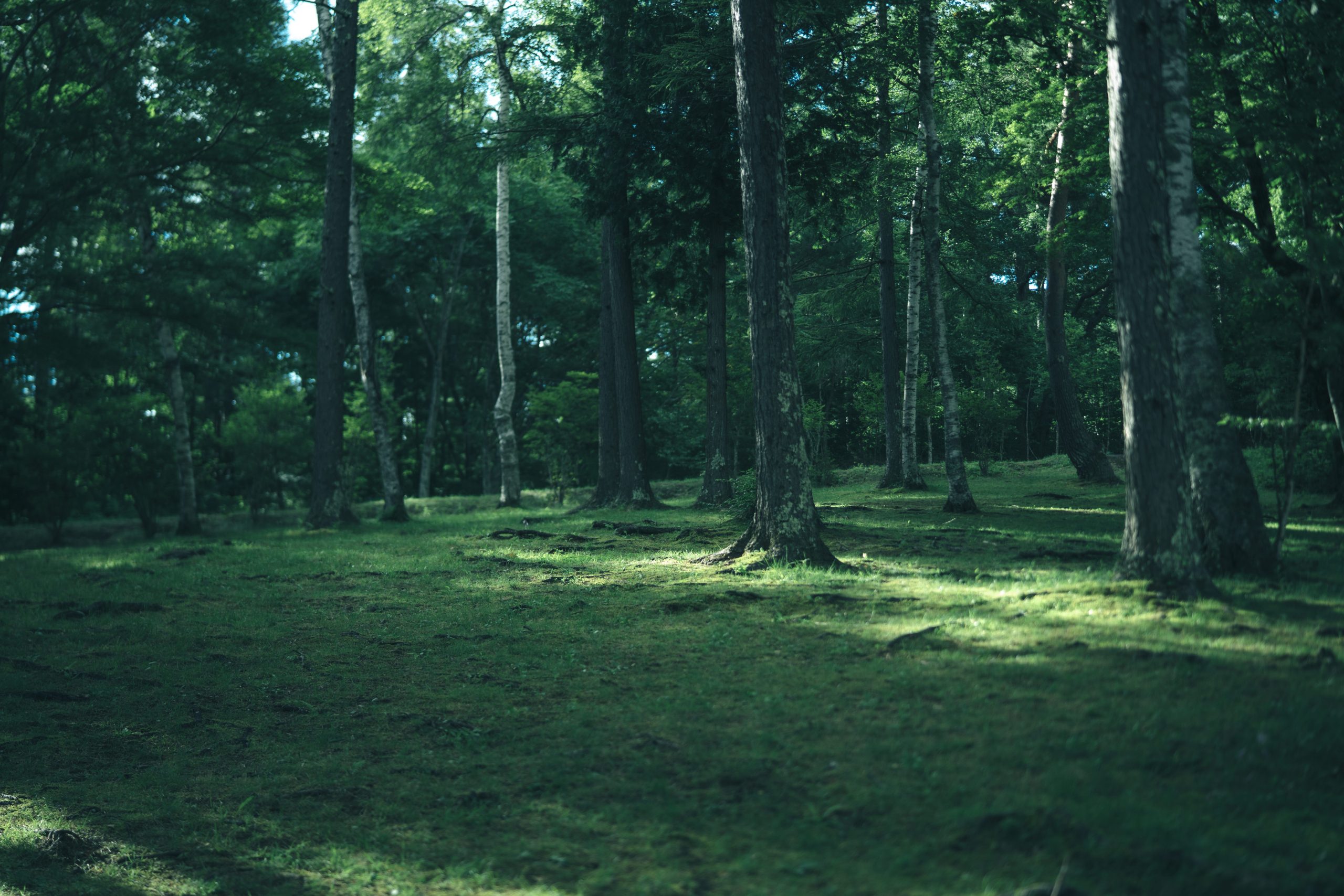 Togakushi lush forested trails botanical gardens