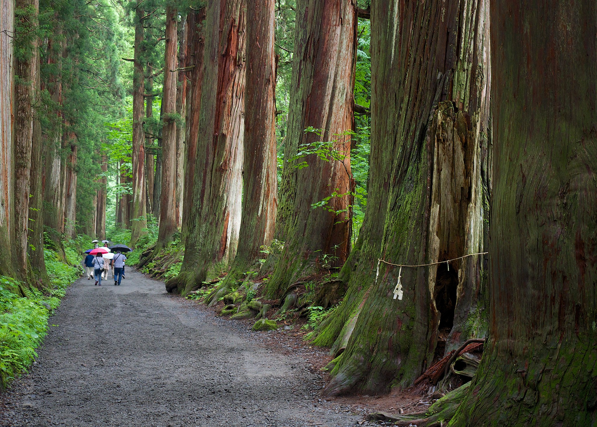 Togakushi Shrine Path - Image by Chi King, CC BY 2.0, via Wikimedia Commons Togakushi Shrine Path