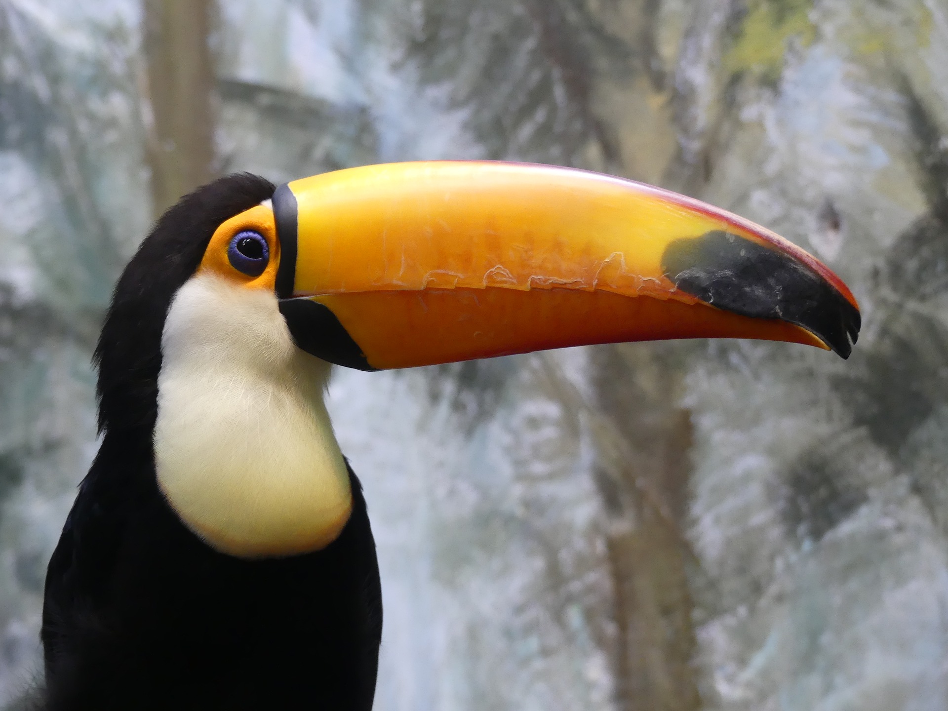 Toucan Kobe Animal Kingdom