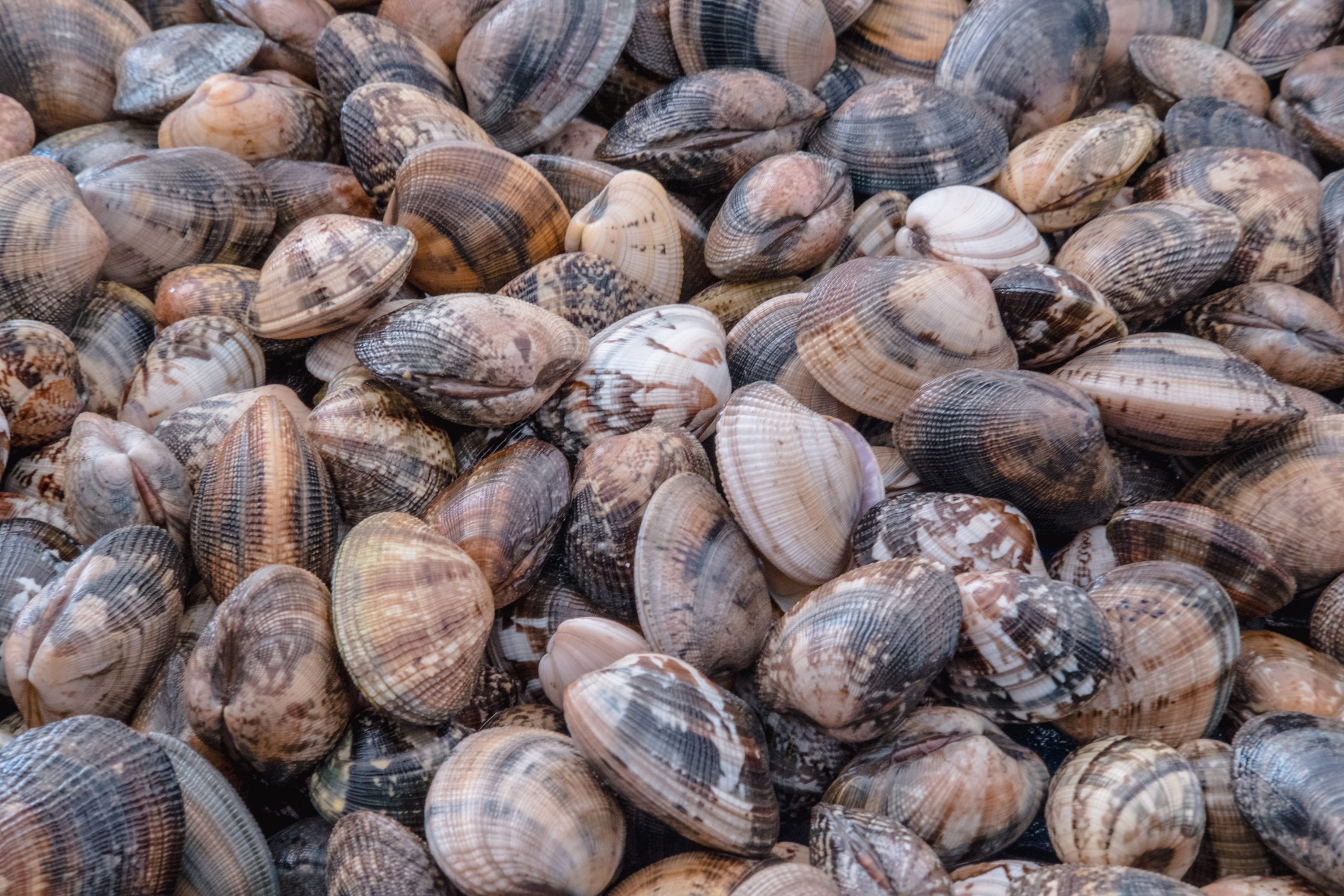 Try all sort of clams during river cruise in France