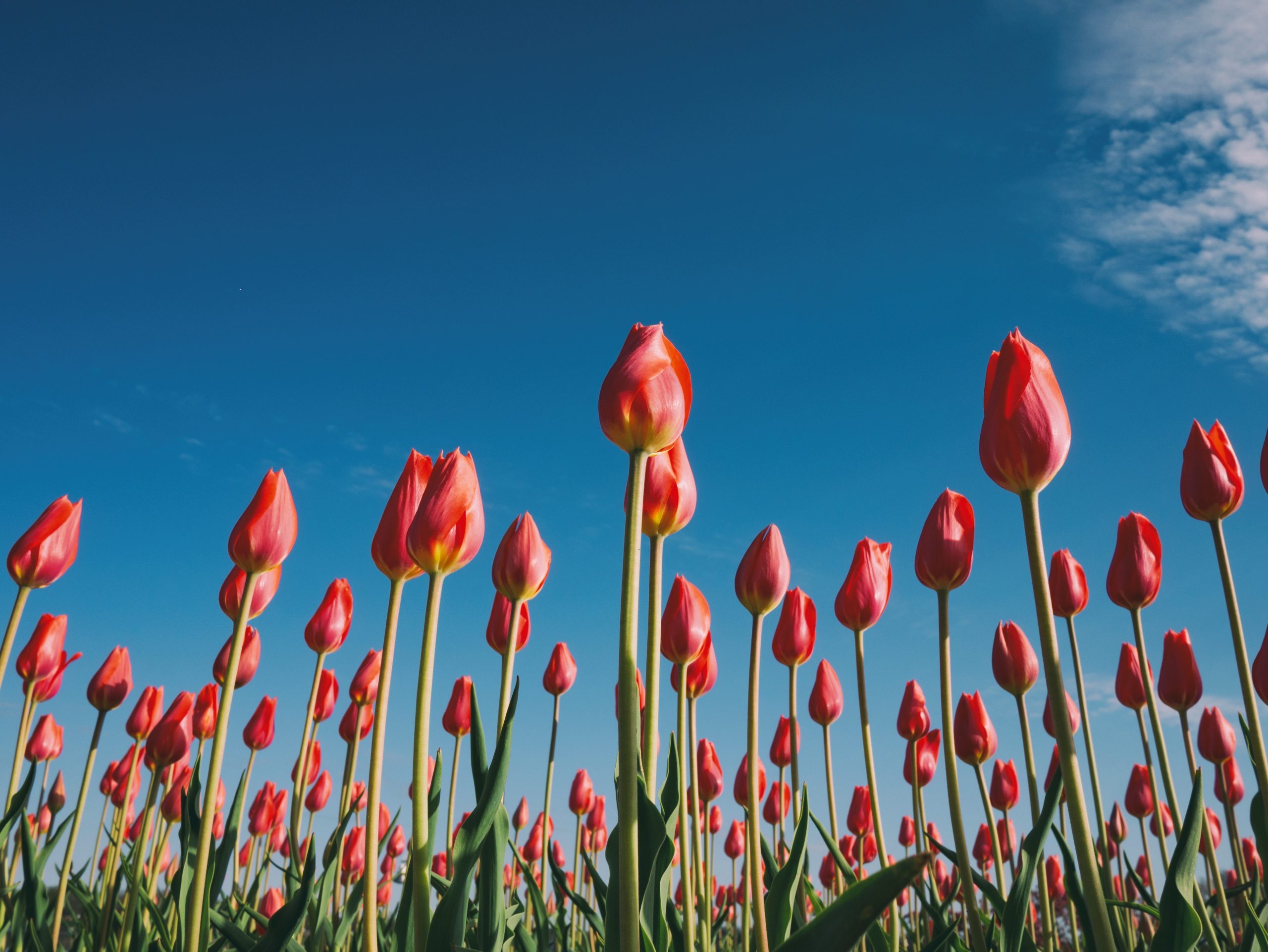 Tulip fields