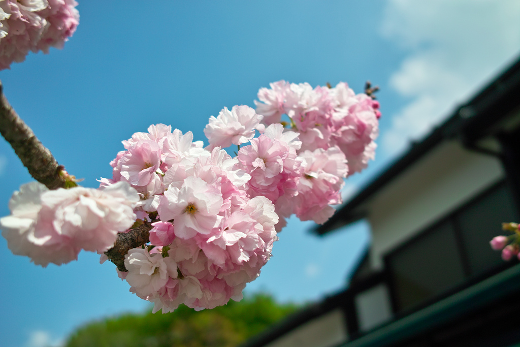 Ueno Park Cherry Blossom