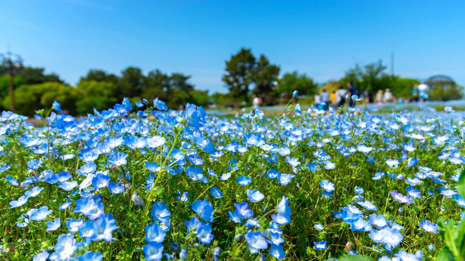 Uminonakamichi seaside park in Fukuoka