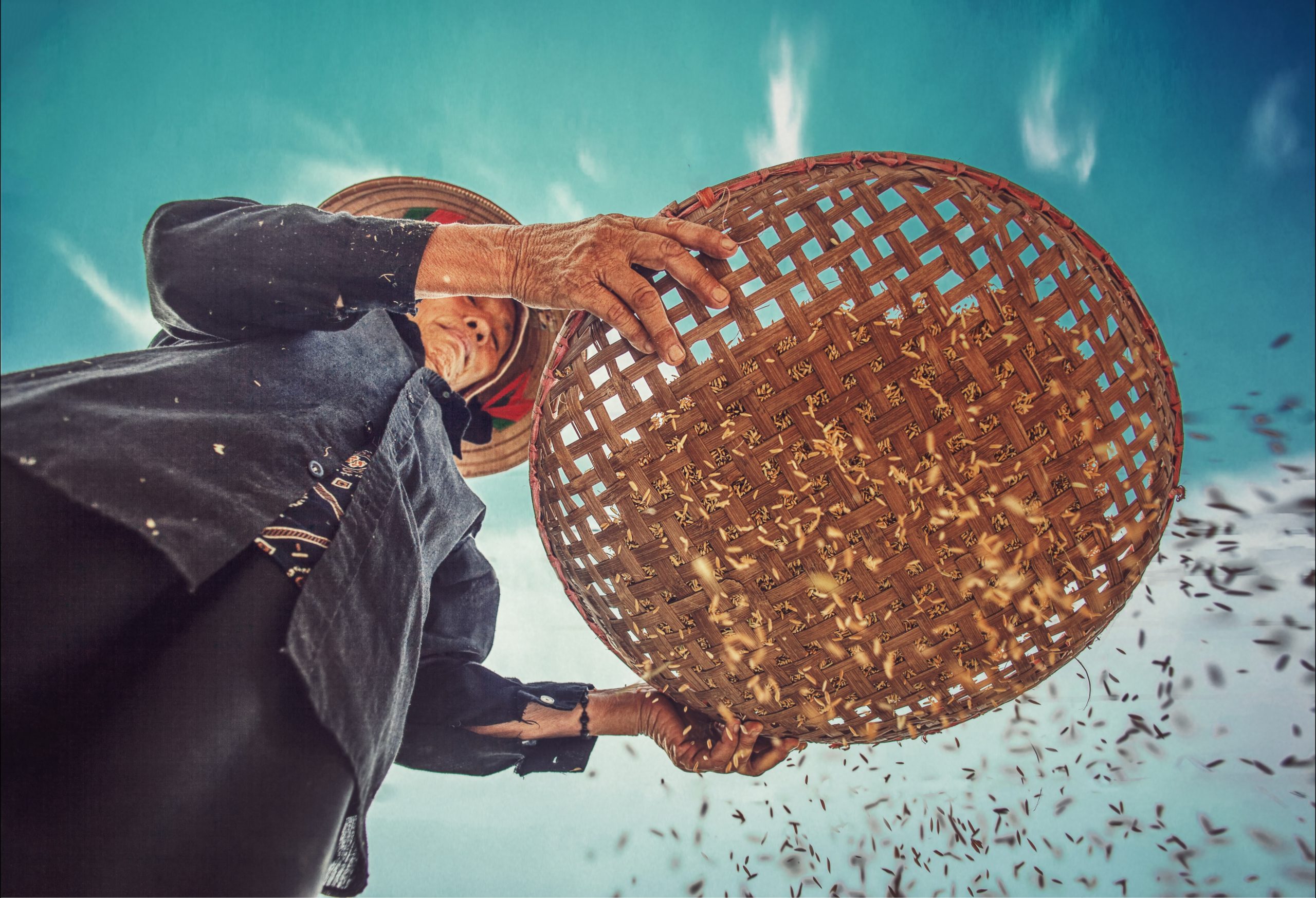 Vietnamese hat on Vietnamese woman working the field