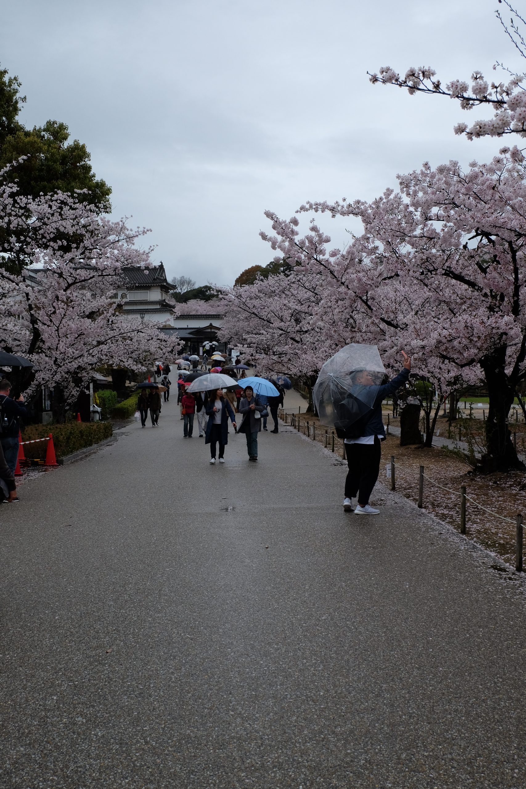Visitors around Himeji castle in the Spring
