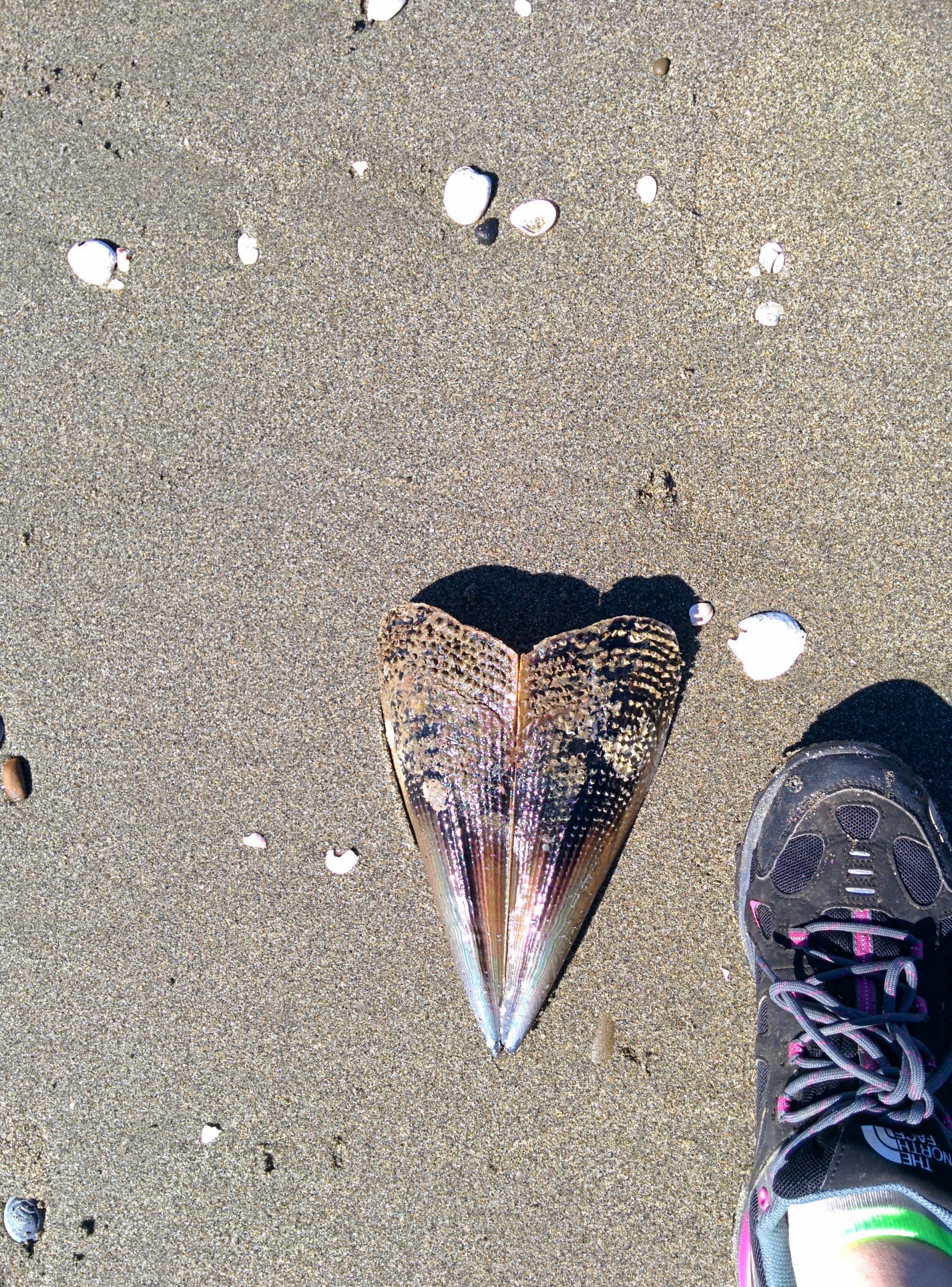 Walking Shoes New Zealand