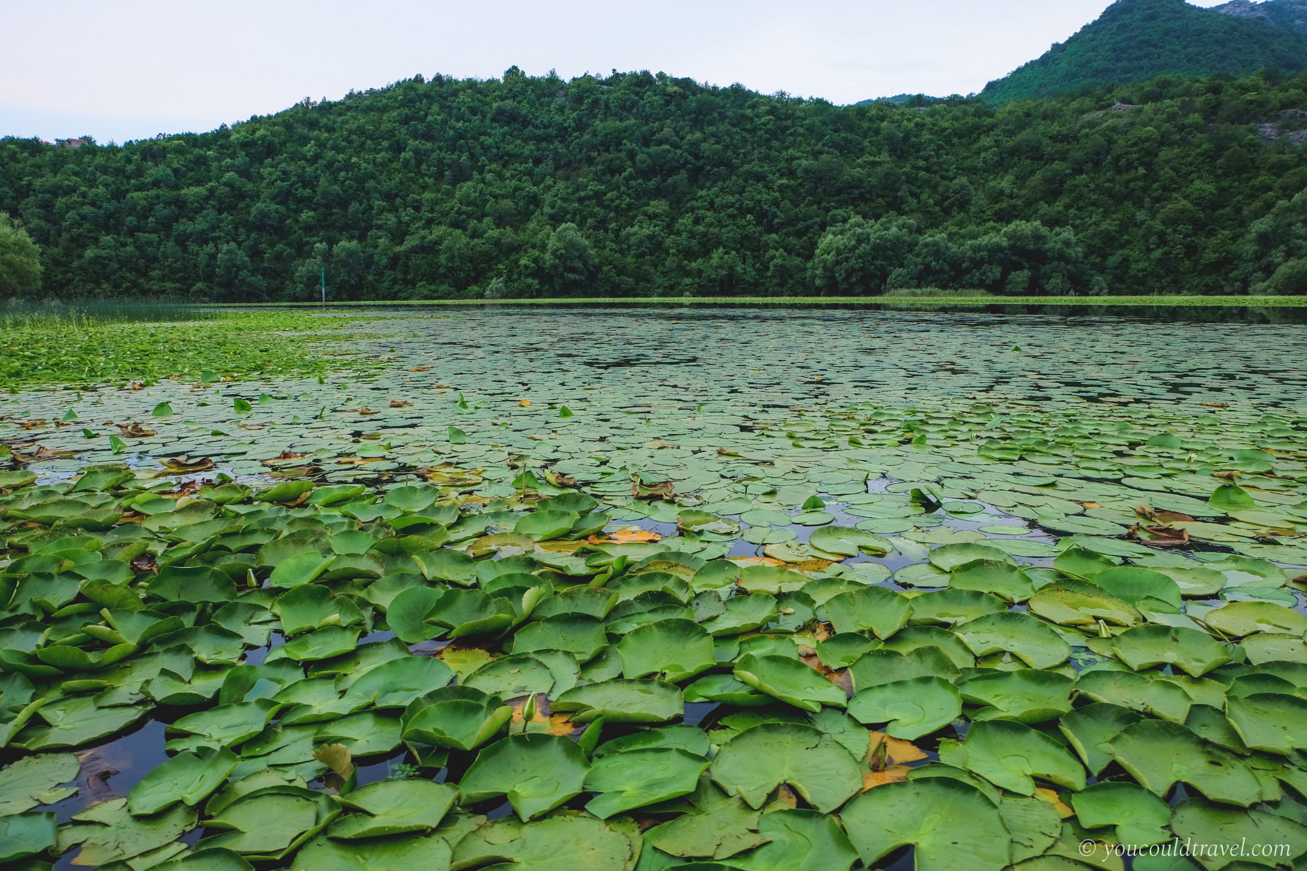 Waterlilies Montenegro