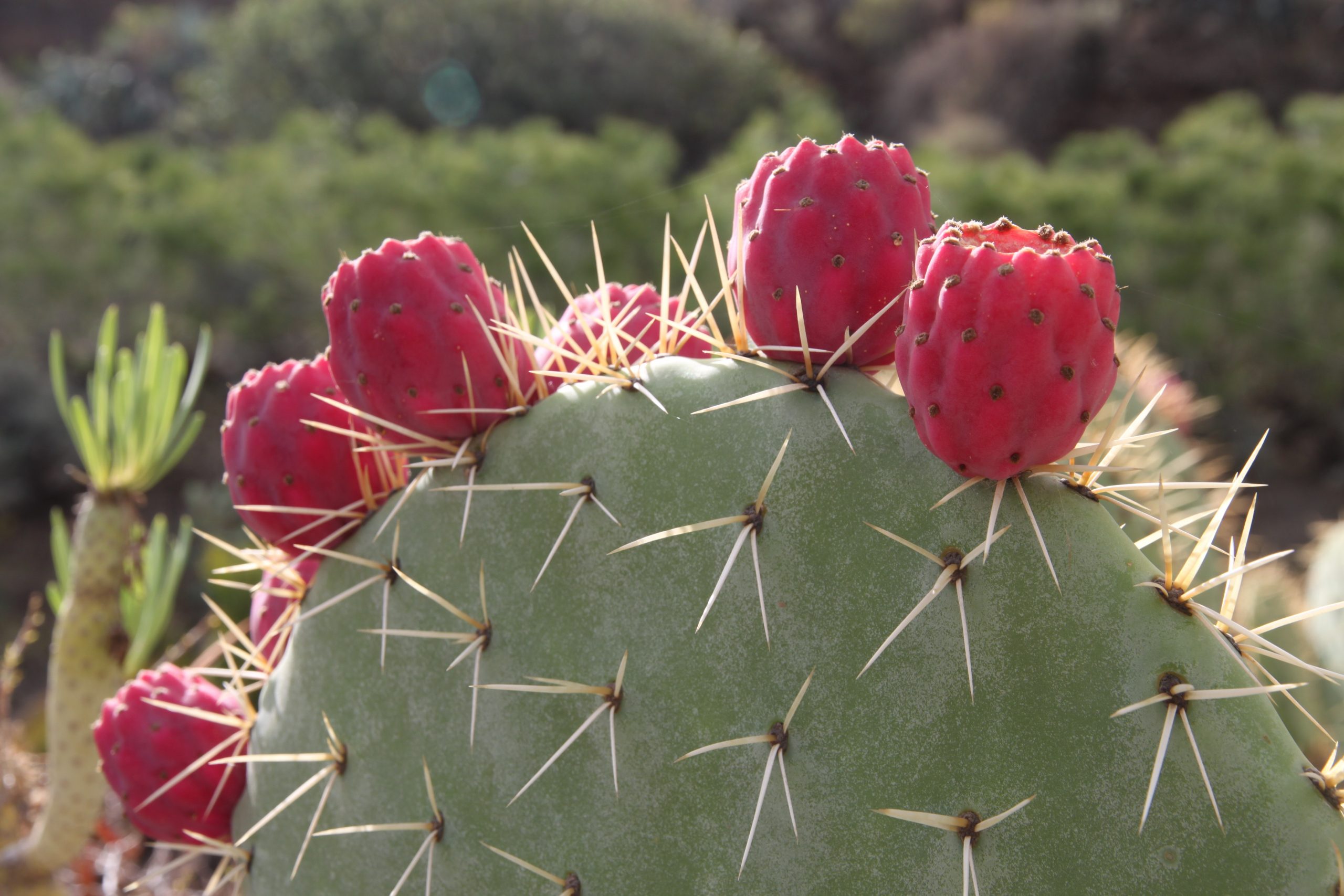 When to visit Gran Canaria cactus