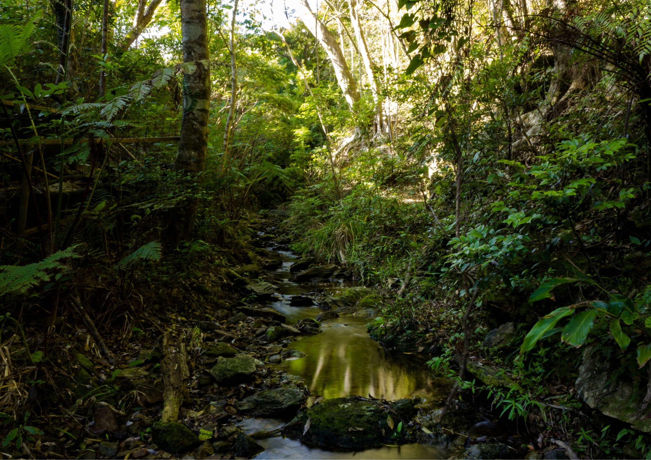 Yanbaru forest in Okinawa