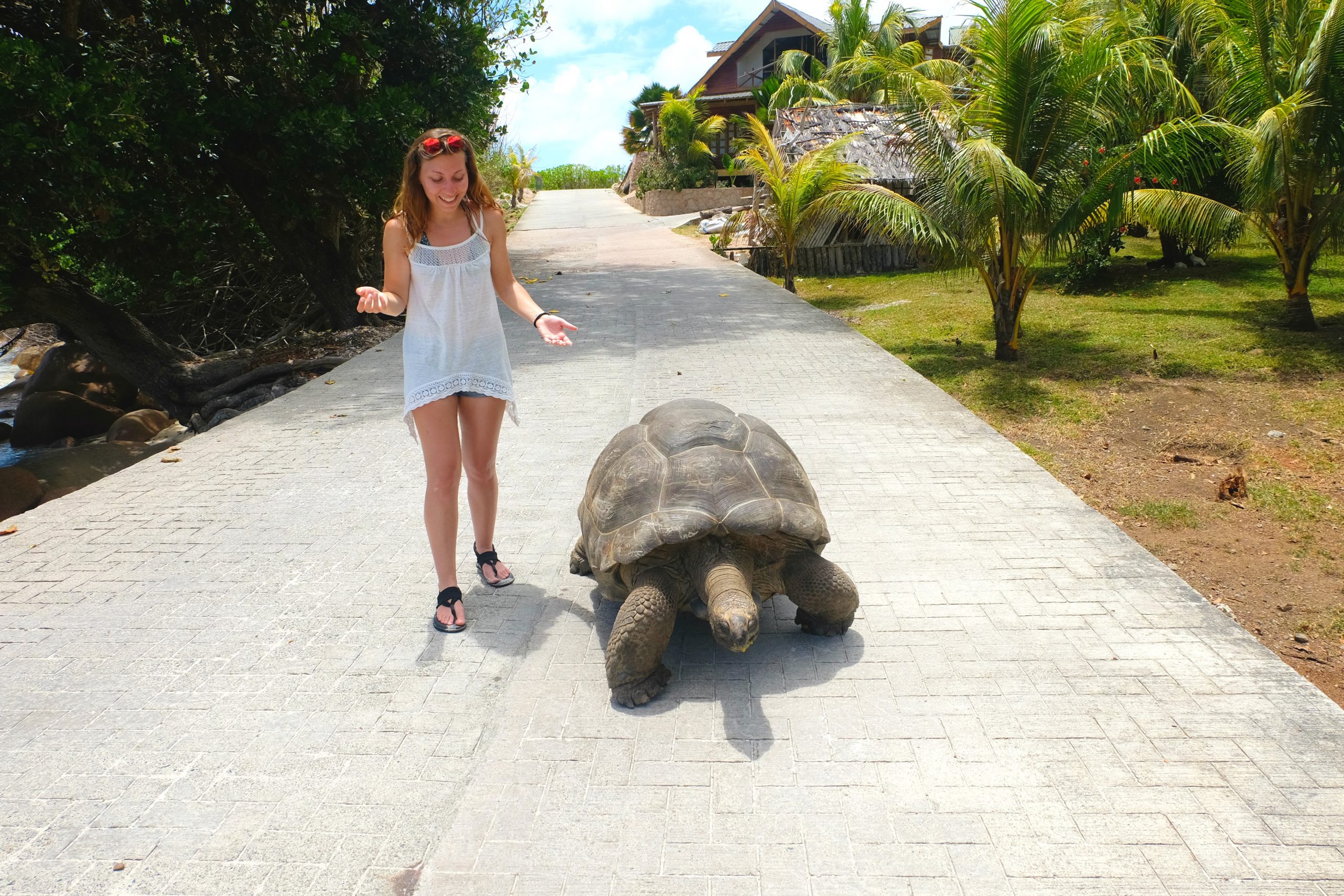 You Could Travel Tortoise La Digue Seychelles