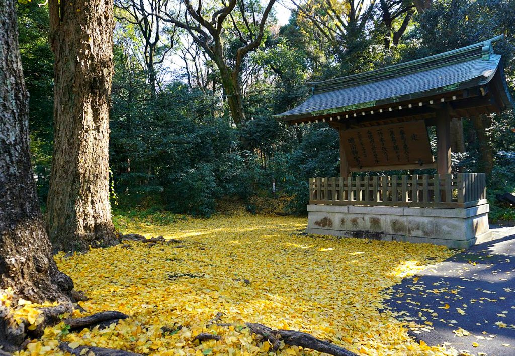 entrance to Meiji Shrine during autumn with gingko leaves on the floor